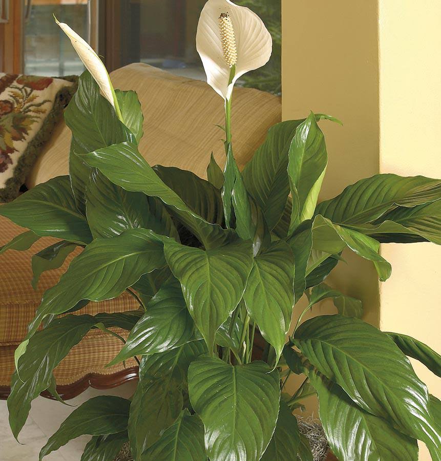 Lowe's White Peace Lily House Plant | Nursery