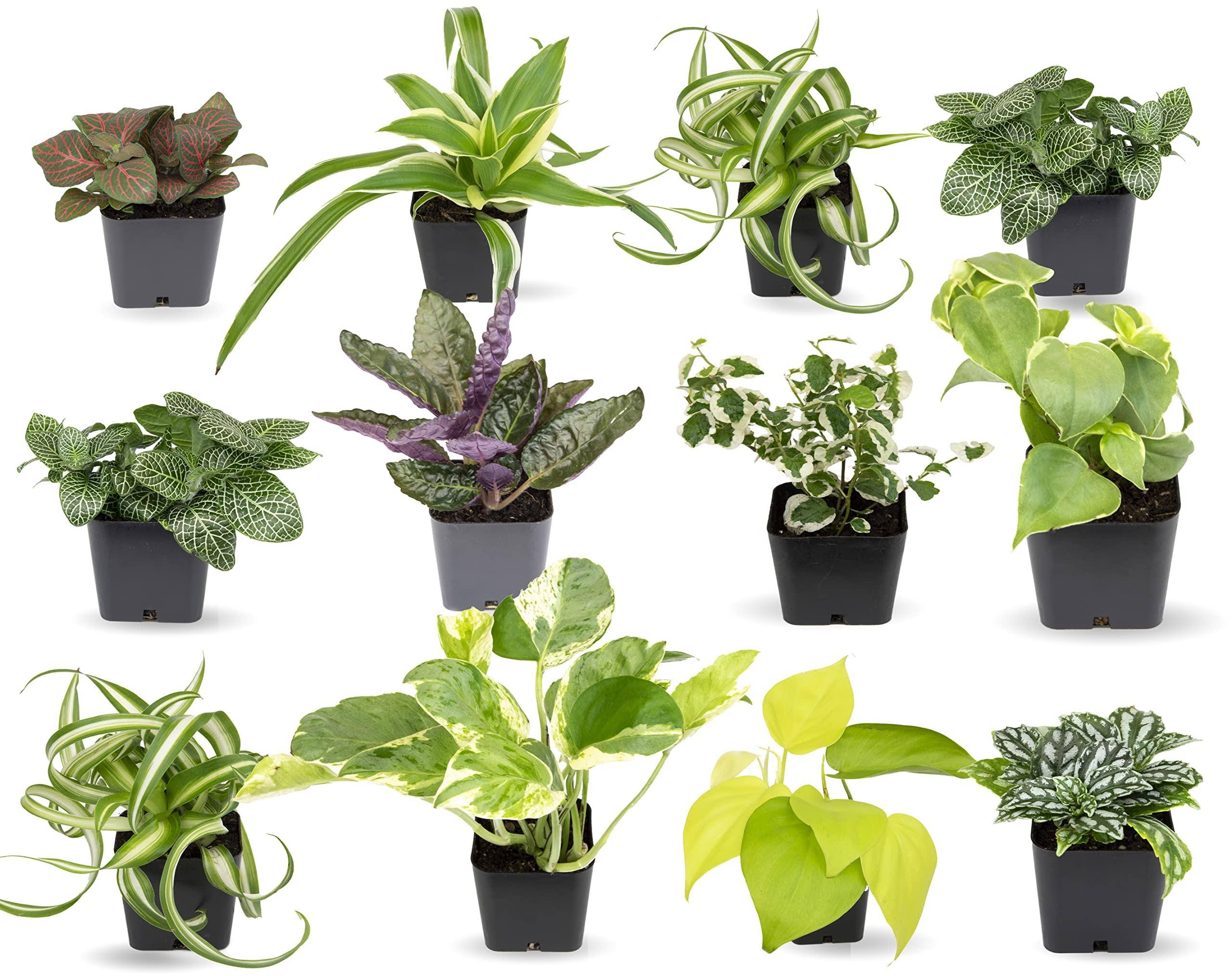 Easy to Grow Houseplants (12 Pack) Live House Plants in Plant Containers, Growers Choice Plant Set in Planters with Potting Soil Mix, Home D��cor