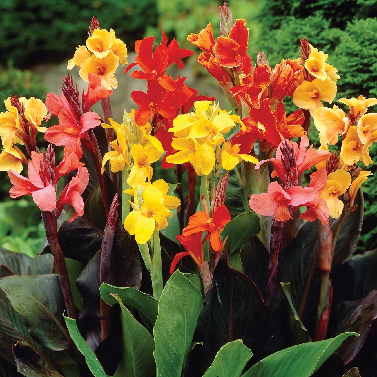 Van Zyverden Canna Mix Dormant Flower Bulb Full Sun; 6+ Hrs Multi-Color, 736530