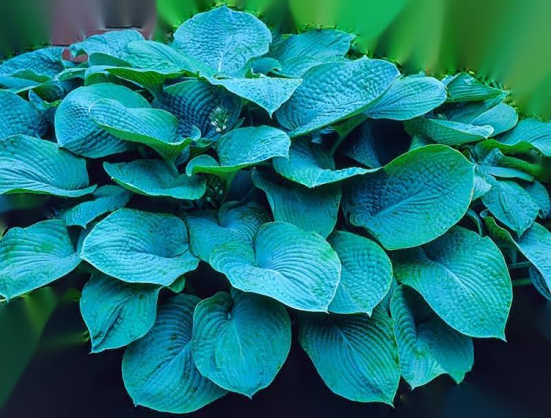 Gardens Alive! 1-Pack in Bareroot Colossal Blue Hosta | 71672