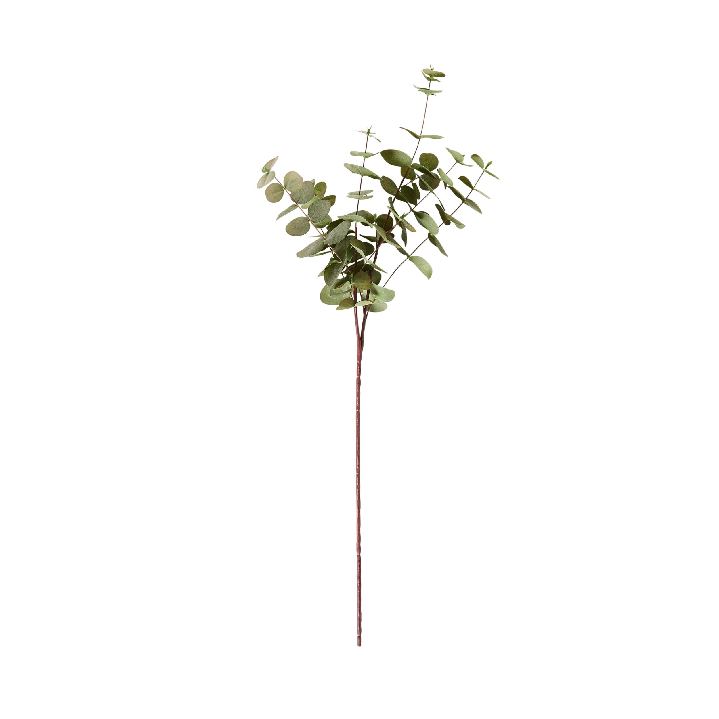 Bloomery Silver Dollar Eucalyptus Stem 76cm