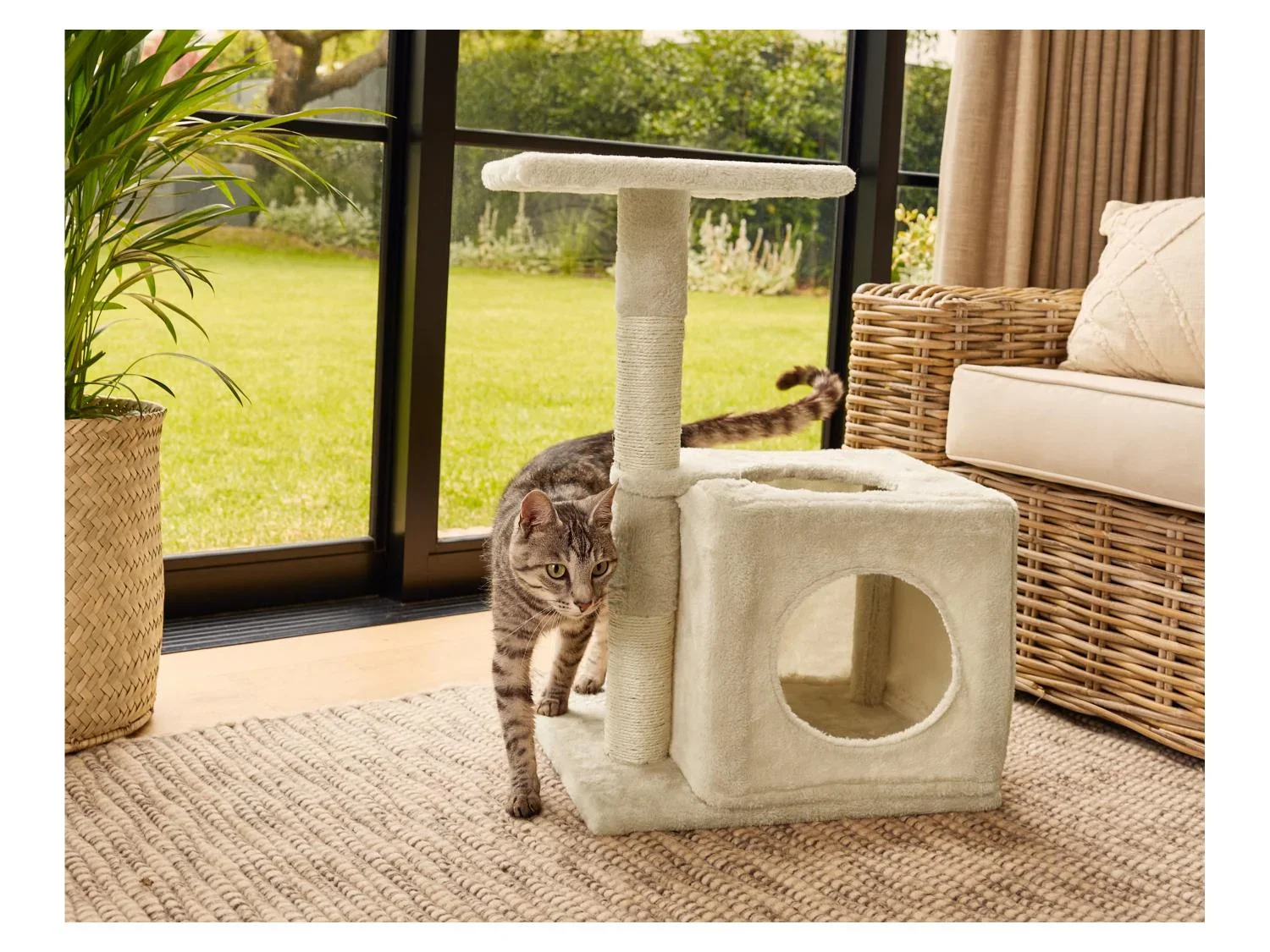 zoofari Arbre  chat