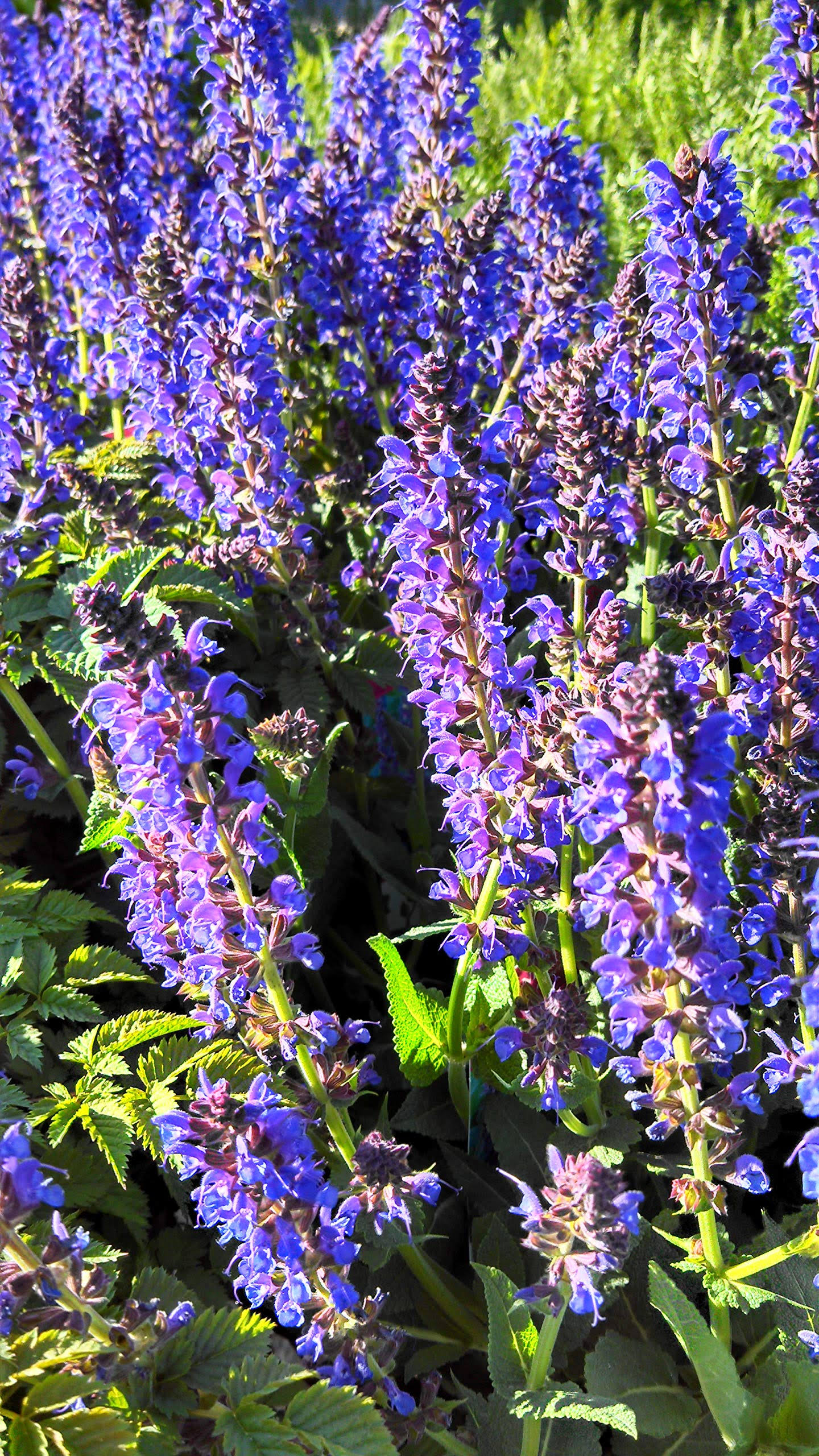 Salvia Nemerosa 'May Night' (Meadow Sage) Perennial, Purple Flowers, 1 - Size Container