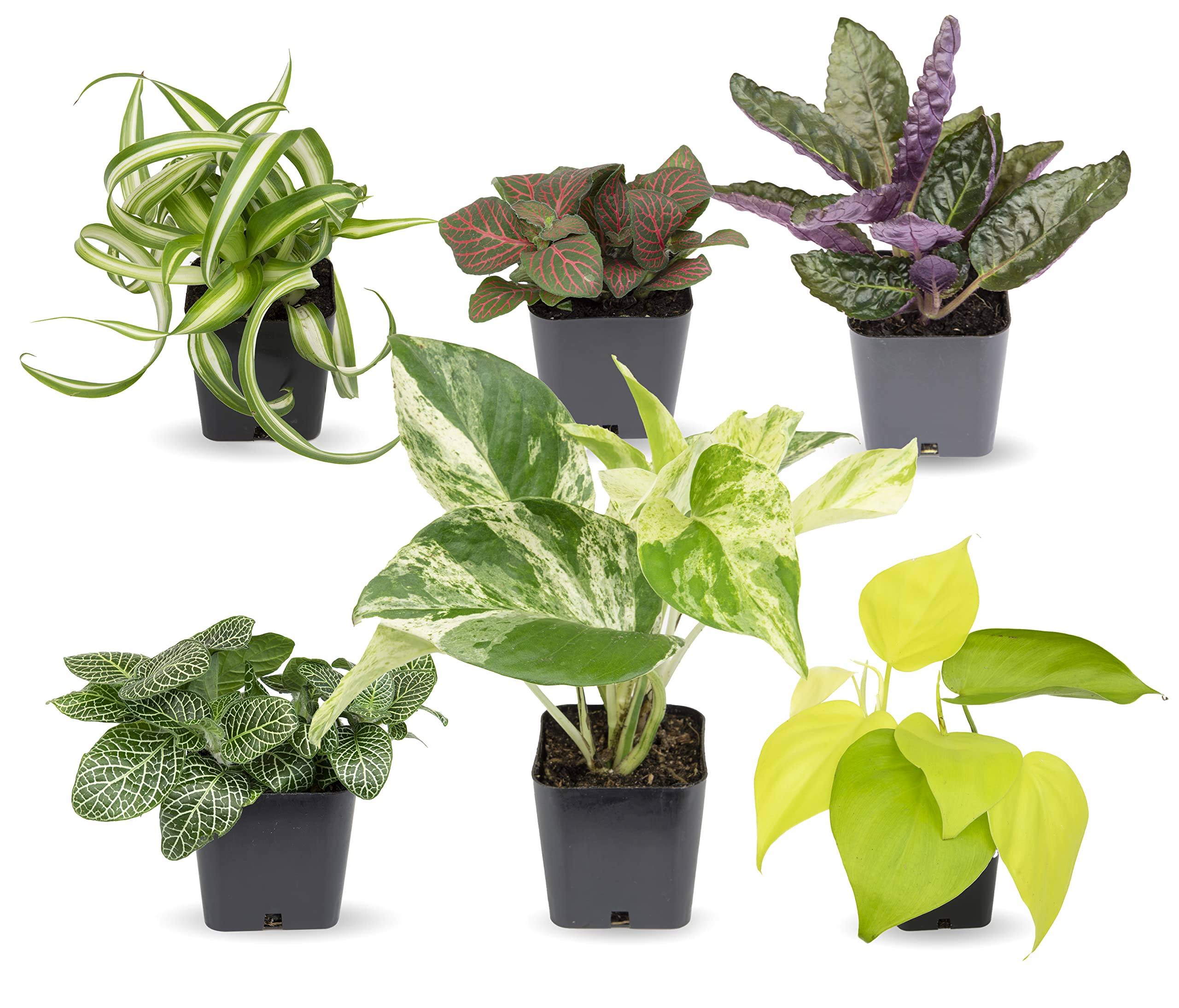 Easy to Grow Houseplants (6 Pack) Live House Plants in Plant Containers Growers Choice Plant Set in Planters with Potting Soil Mix Home dcor Planting