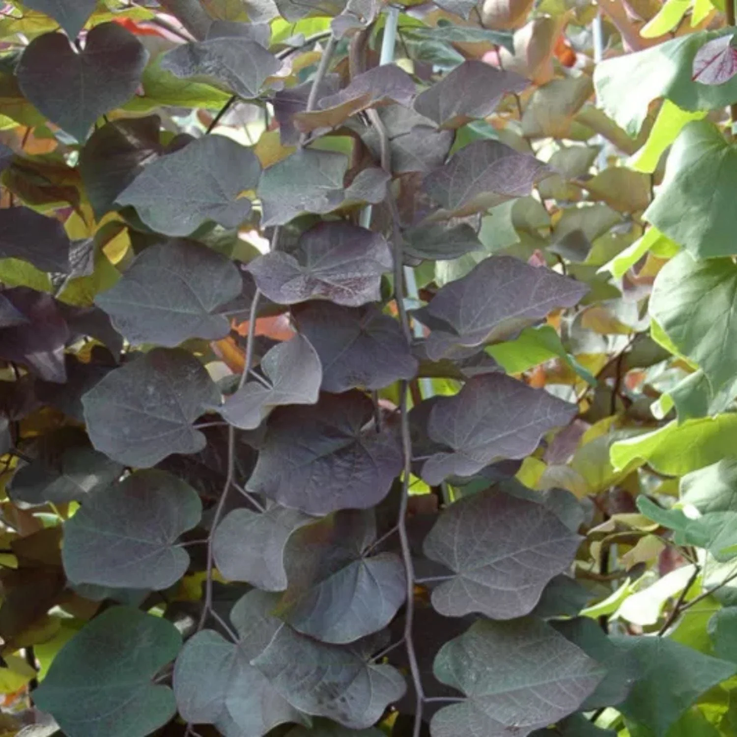 3-4 ft. tall Weeping Ruby Falls Redbud Live Tree in 7-Gallon Grower Pot - Image 5
