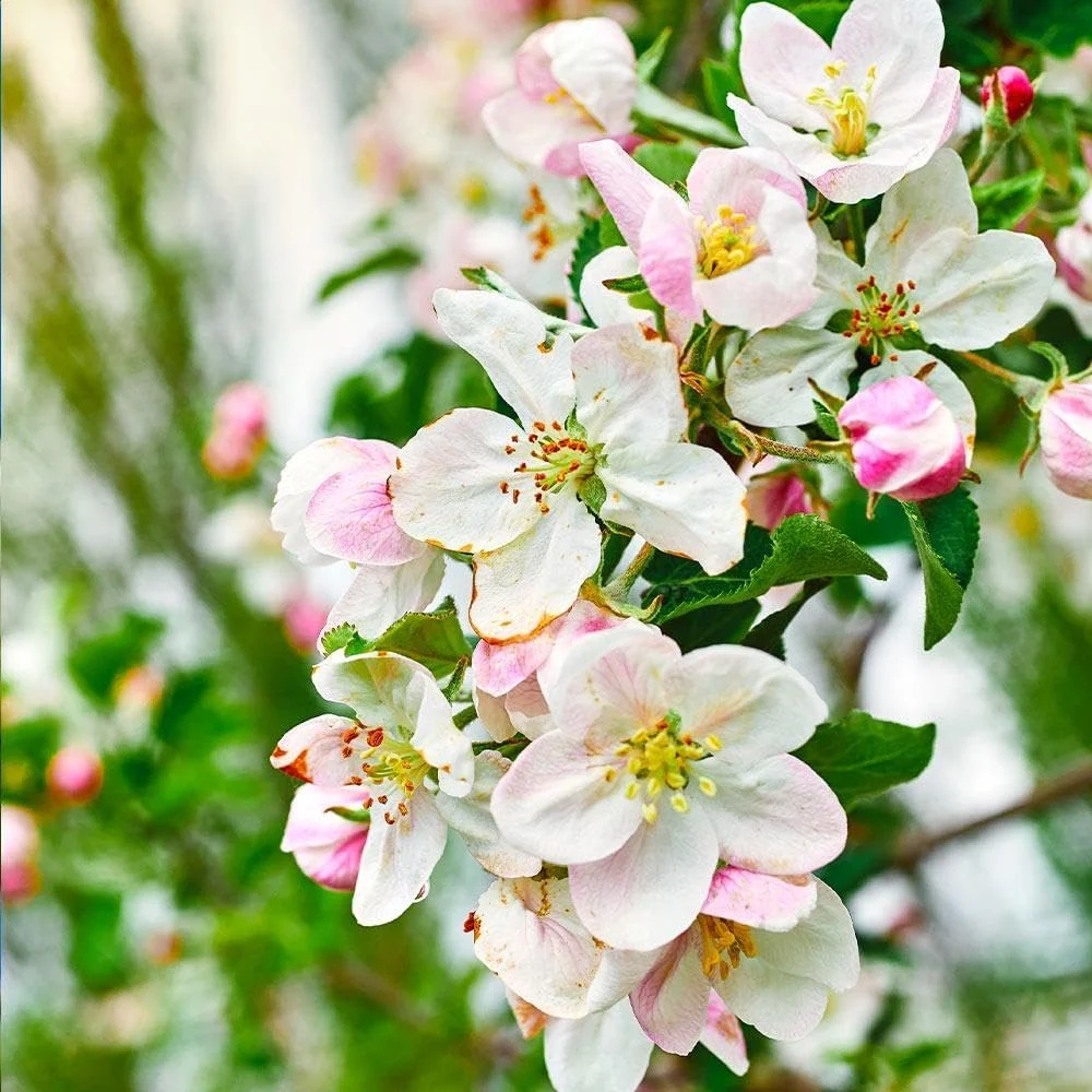 Dwarf Gala Apple Live Tree(4-5ft) - Image 5