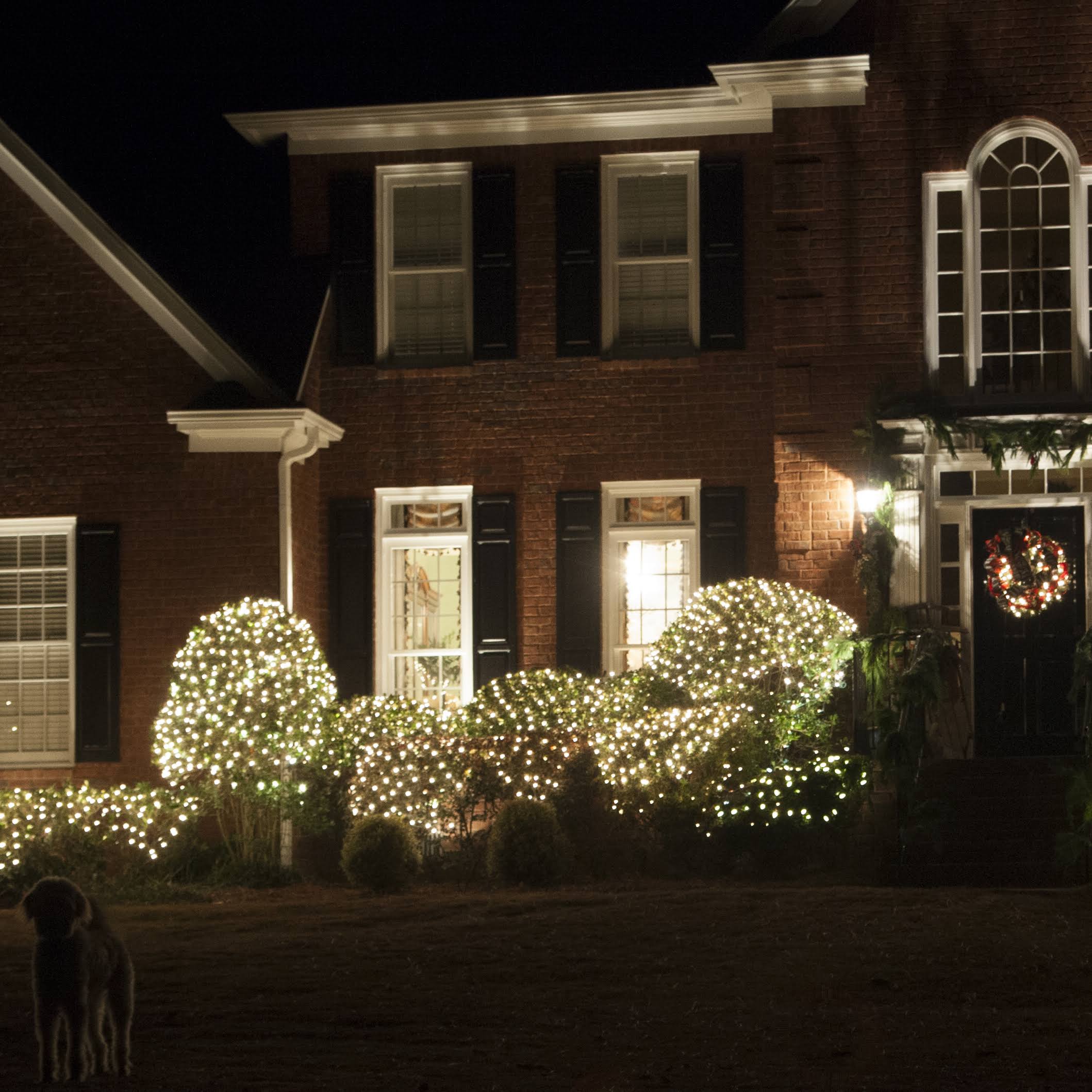 Kringle Traditions Christmas Net Lights with 200 Lamps on Green Wire, Clear