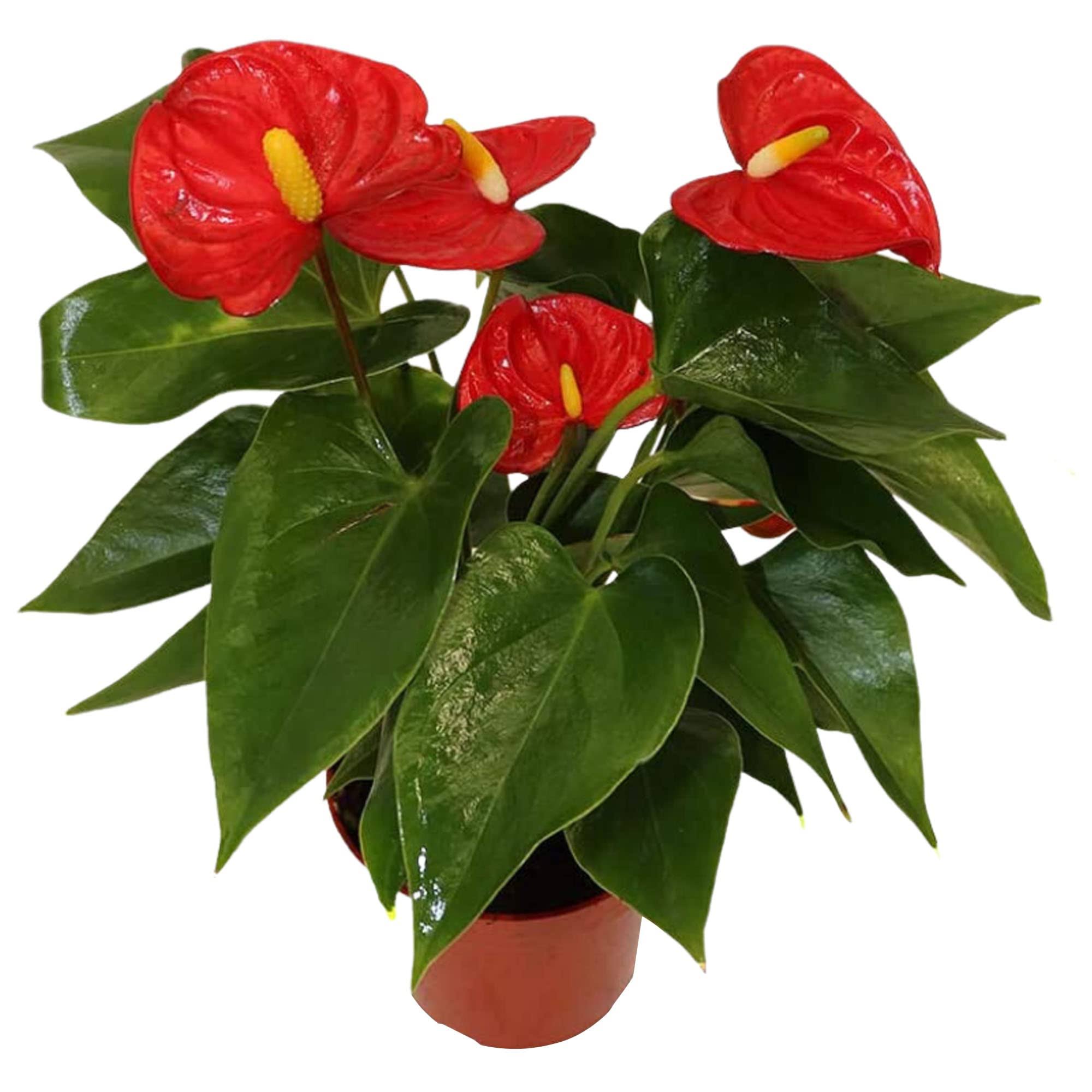 California Tropicals Anthurium Red - Live House Plants Indoor, 4 inch Pot for Easy Care, Perfect for Office, Home & Flamingo Decor, Real Plant, Plant