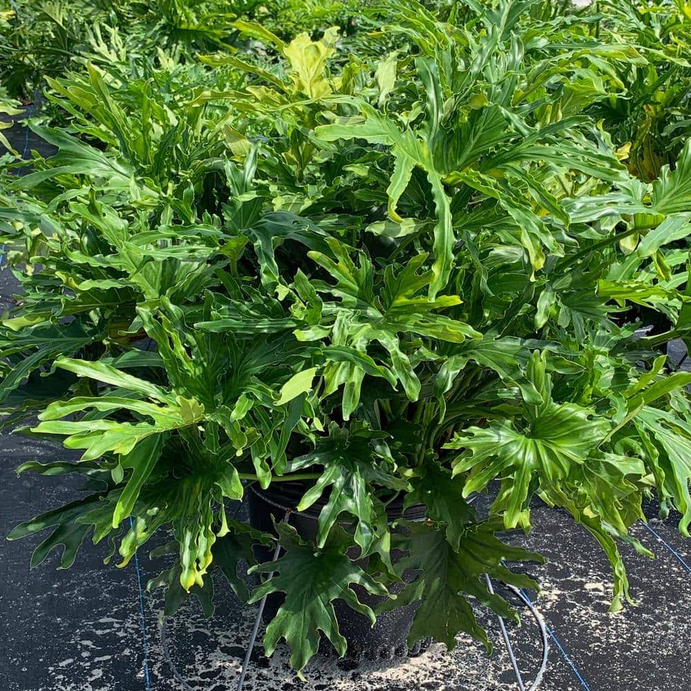 Selloum Philodendron Plant in 10 in. Black Nursery Pot