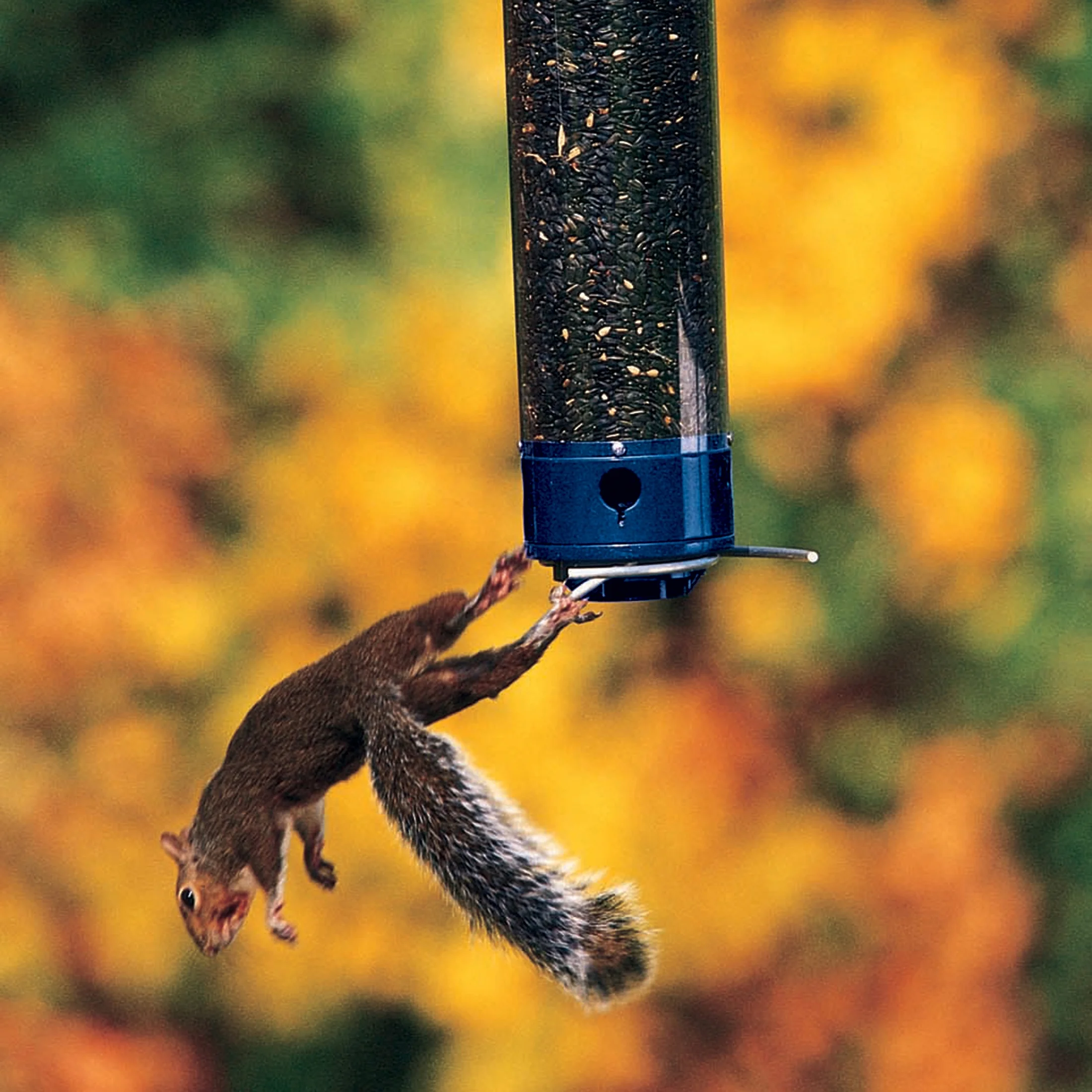 Whipper Squirrel Proof Tube Bird Feeder Blue 5 lb capacity Image 9