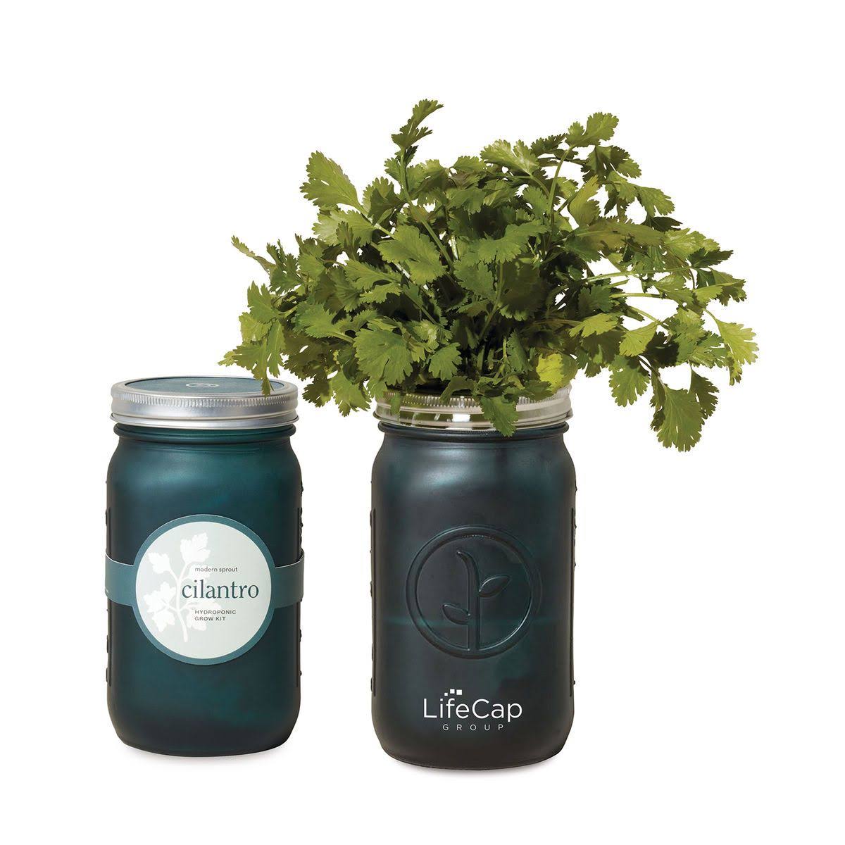 Modern Sprout Cilantro Garden Jar