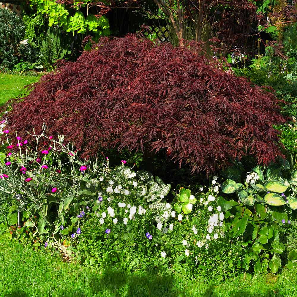Red Dragon Japanese Maple Tree, 1-2 ft. No Shipping To AZ(1-2 ft.) - Image 4