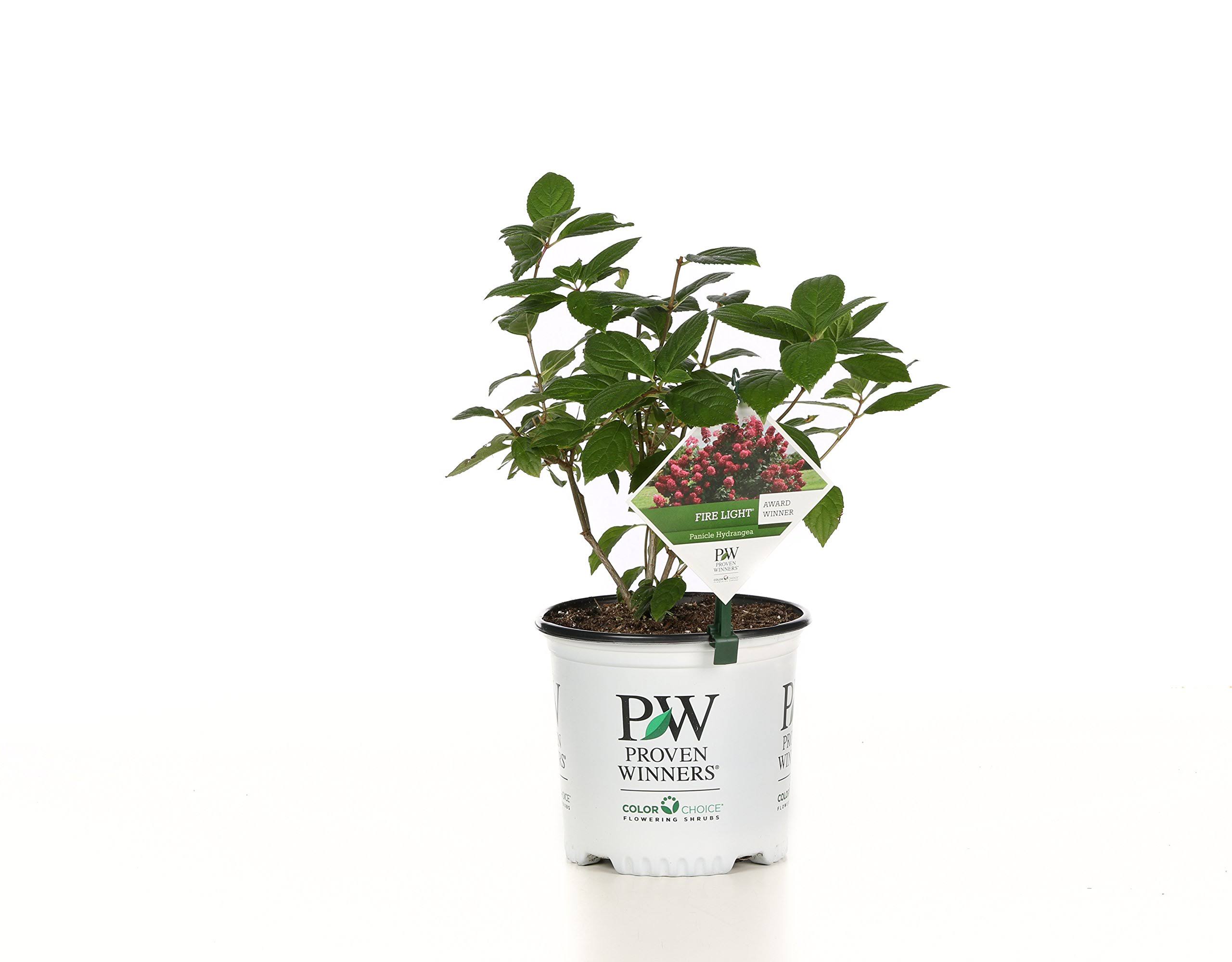 Proven Winners 1 gal. Fire Light Hardy Hydrangea (Paniculata) Live Shrub, White to Pink and Red Flowers