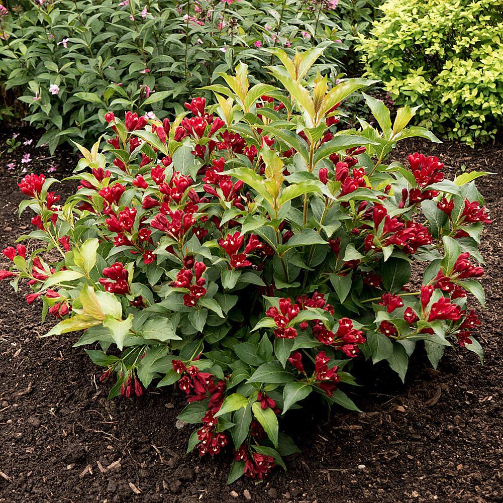 Van Zyverden Weigela Maroon Swoon 4 inch Potted Rocketliners Set of 3 Plants