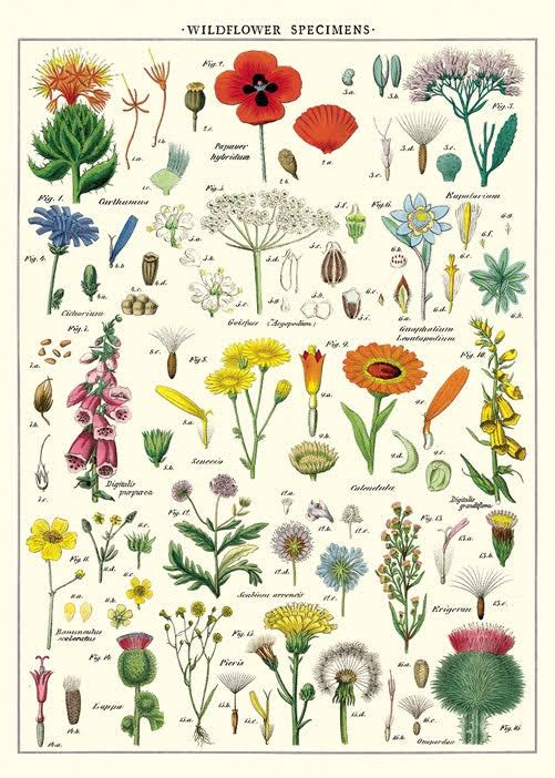 Cavallini & Co. Wrap - Wildflowers