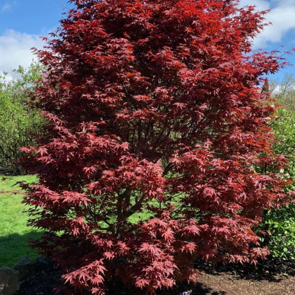 Expert Gardener 3-4' Twombly's Red Sentinel Japanese Maple Tree in 7 gal. Grower Pot
