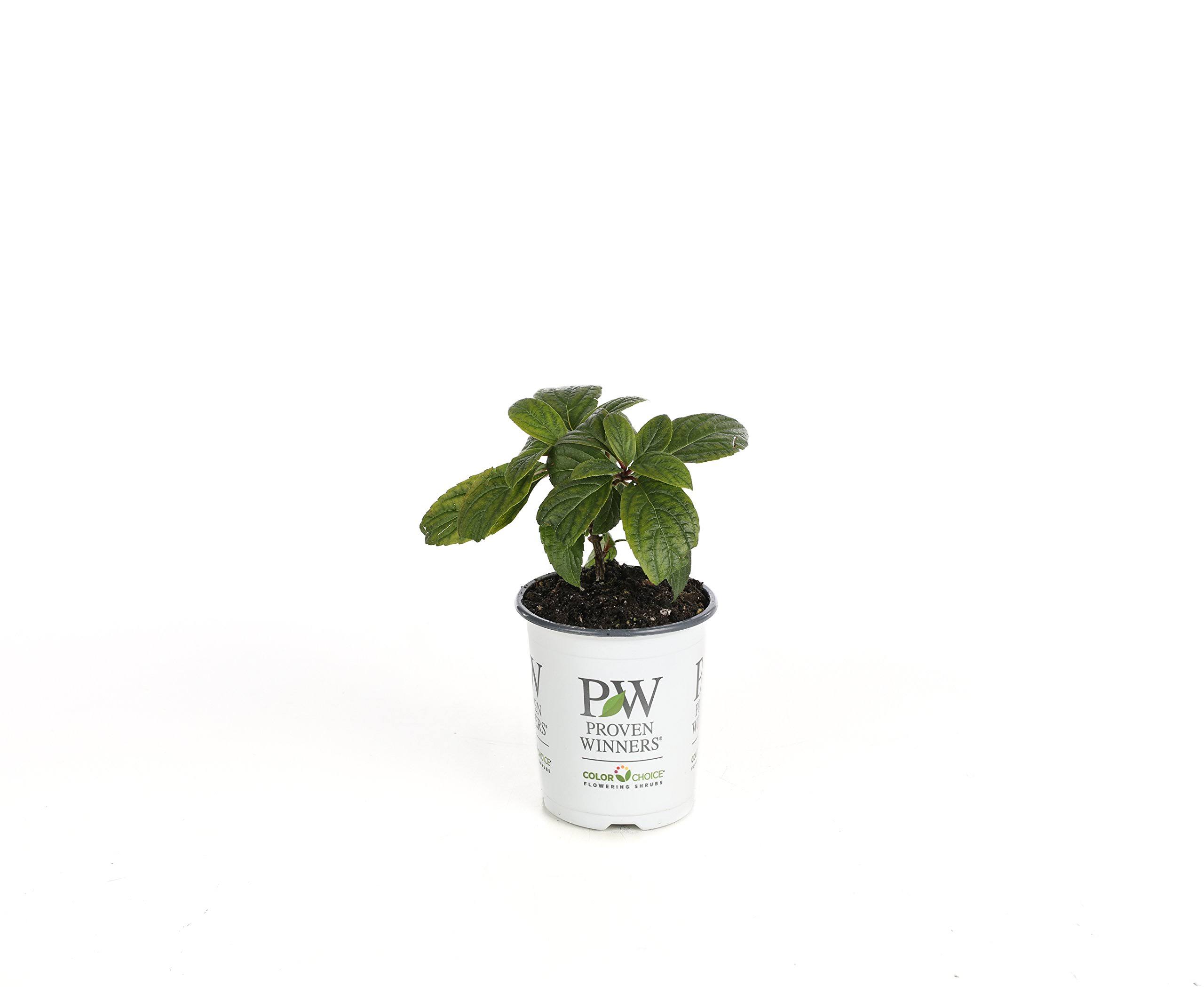 Proven Winners 4.5 in. Qt. Pinky Winky Hardy Hydrangea (Paniculata) Live Shrub, White and Pink Flowers
