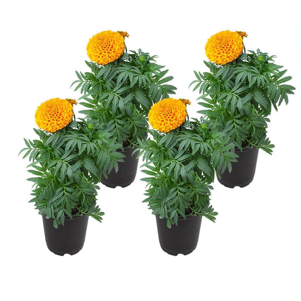 Altman Plants Orange Marigold in 1-Pint Pot 4-Pack | 0881212