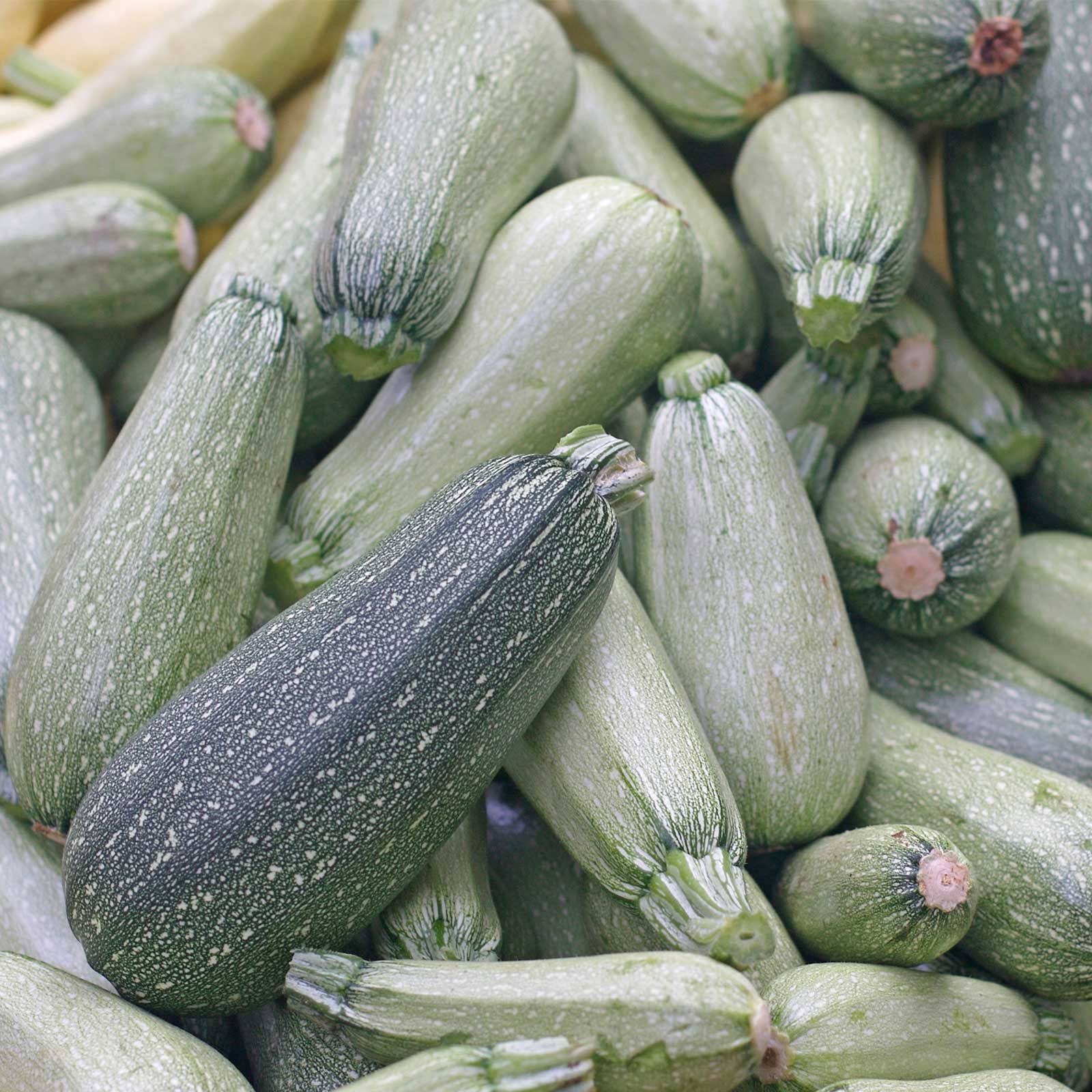 Grey Zucchini Summer Squash Garden Seeds - 4 oz - Non-GMO, Heirloom - Vegetable Gardening Seed - Gray