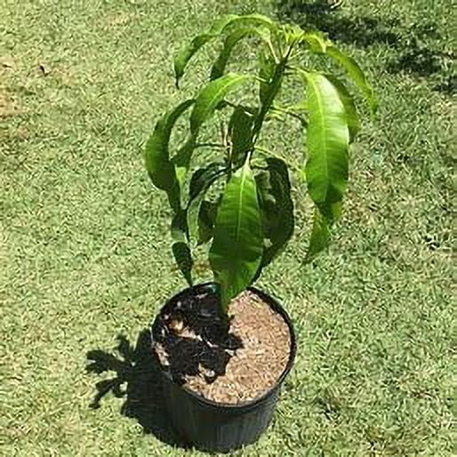 Valencia Pride MANGO TREE GRAFTED (2 - 4 Feet Tall). Ship to All States