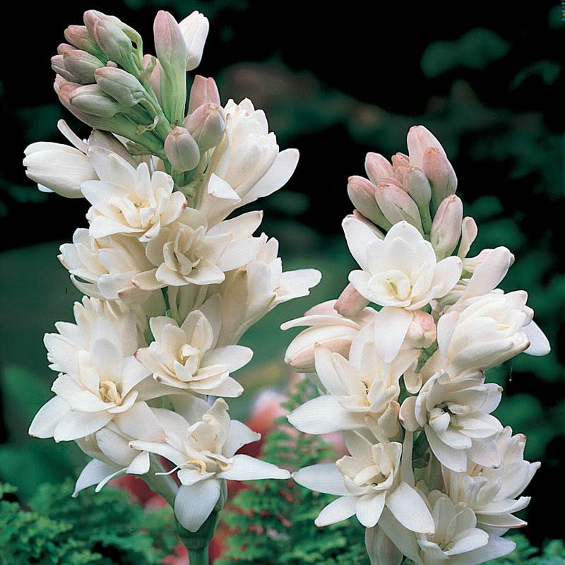 The Pearl Double Tuberose Bulb - 11-12 cm Bulb | Zone 3-10