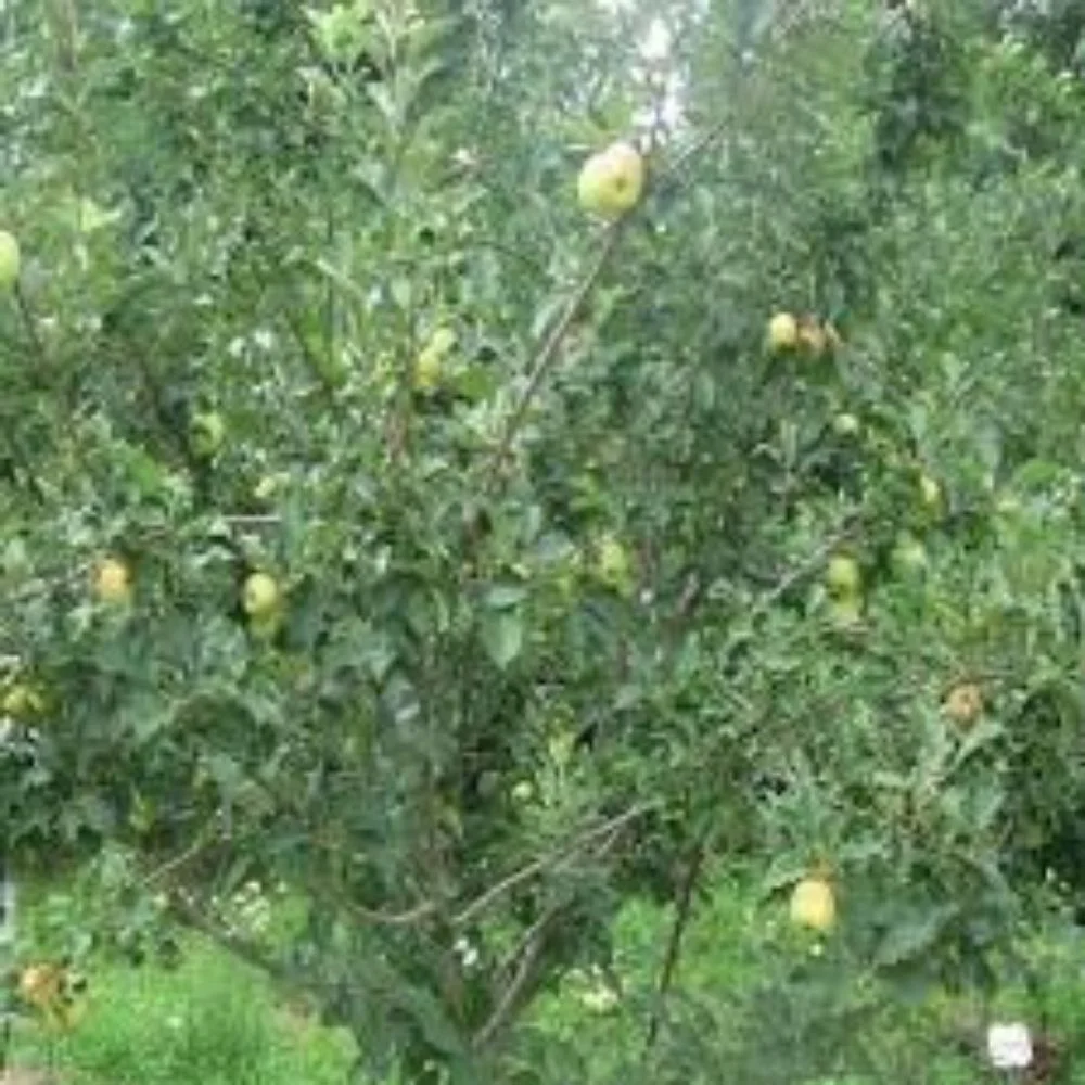 3-4 ft. tall Golden Dorsett Apple Live Tree in 7-Gallon Grower Pot - Image 4
