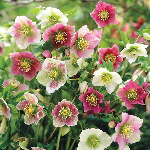 Spring Hill Nurseries Bareroot Assorted Flowering Lenten Rose | 89472