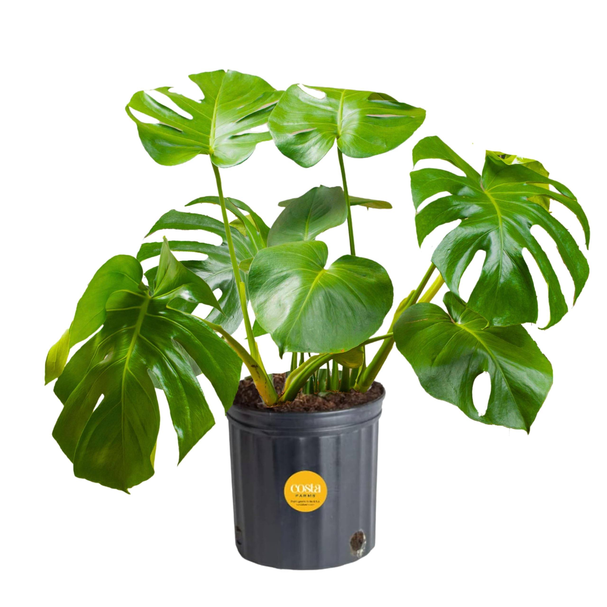 Costa Farms Monstera Swiss Cheese Plant, Live Indoor Plant, Easy to Grow Split Leaf Houseplant in Indoors Nursery Plant Pot, Housewarming, Decoration