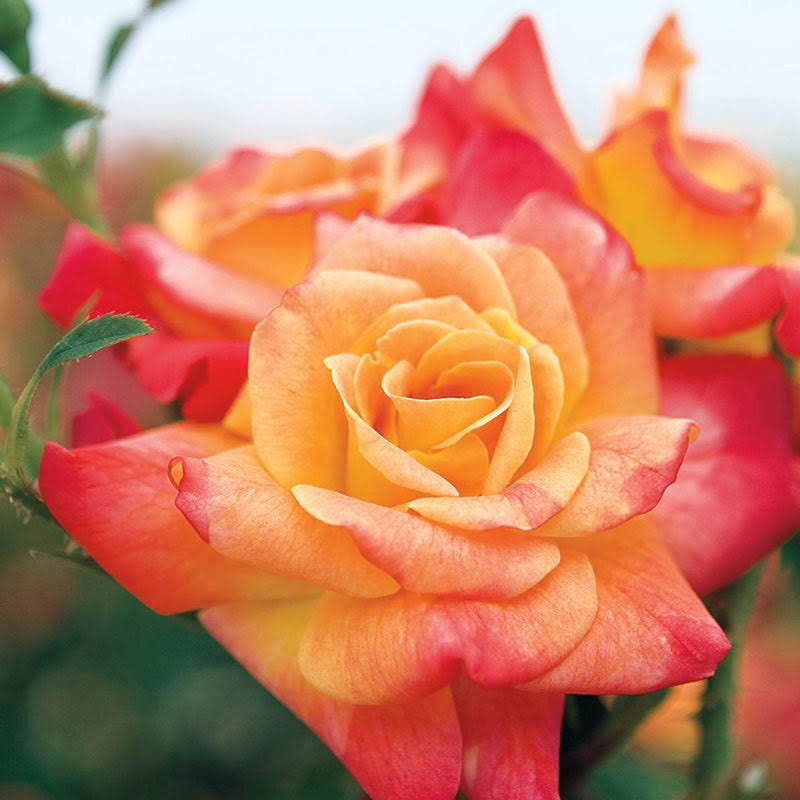 Joseph's Coat Climbing Rose | Zone 4-10 | Orange | 8 - 10 Feet | Full Sun | Partial Shade