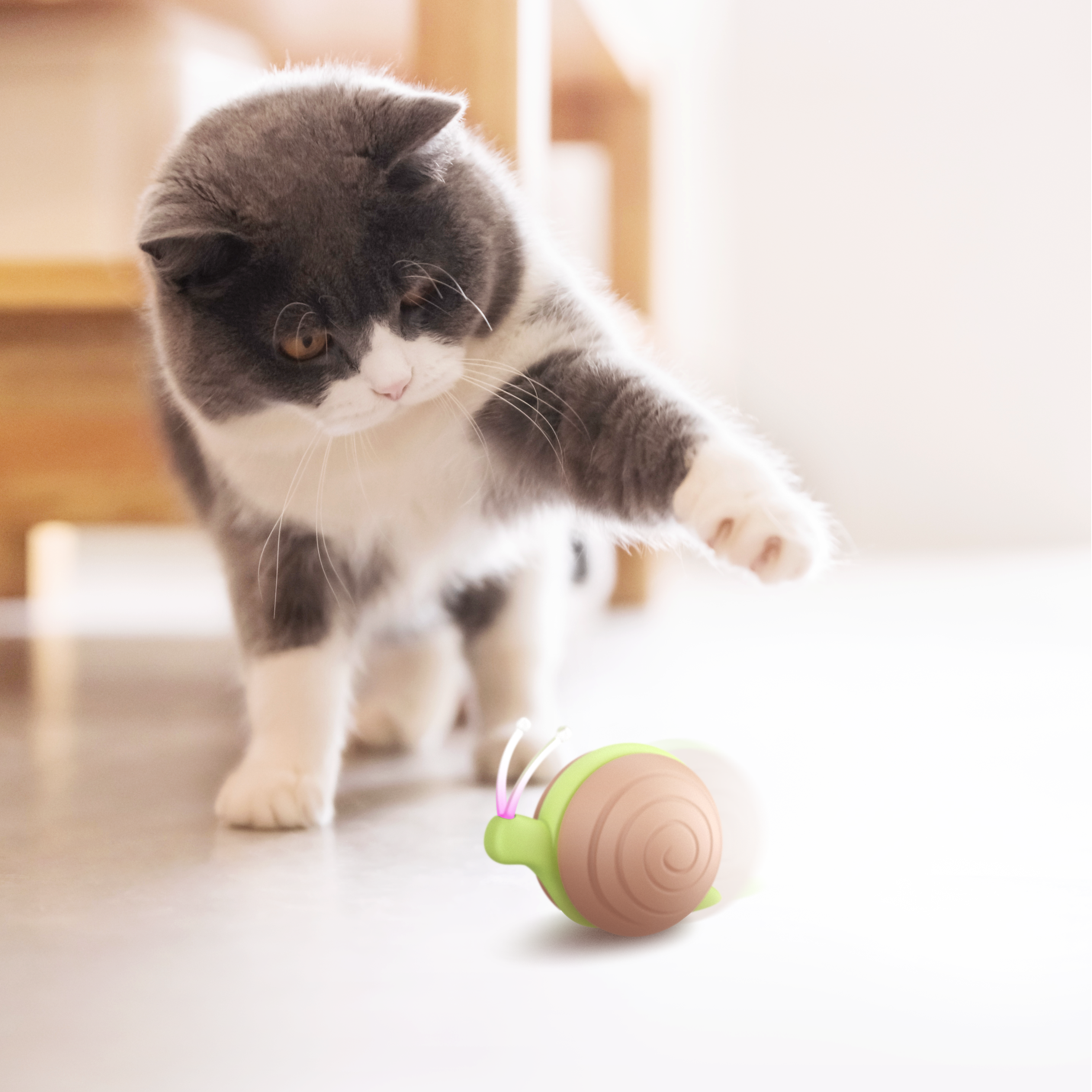 Cat toys