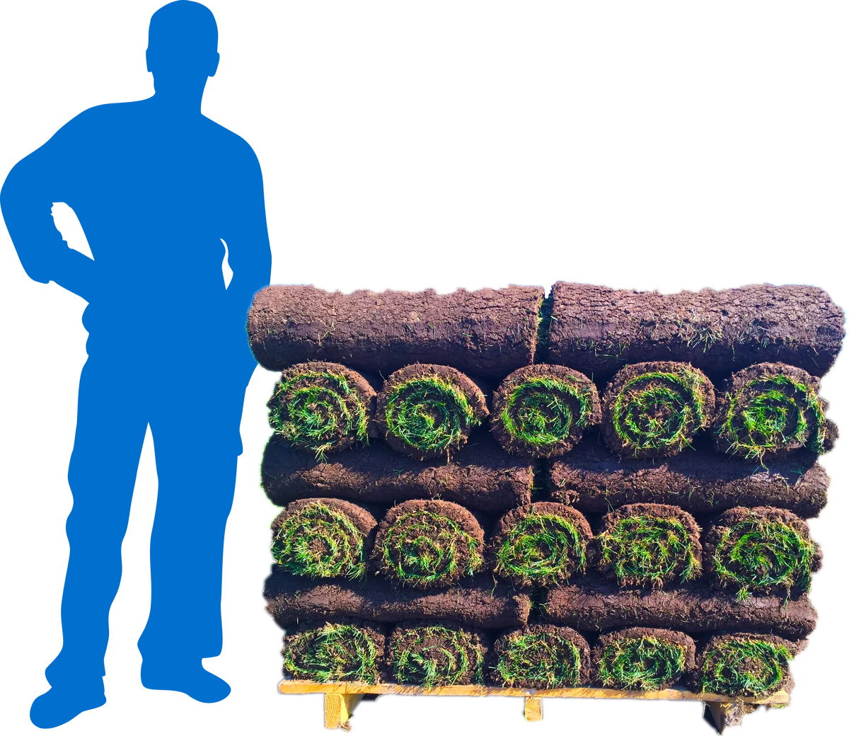 Fescue 500 sq. ft. Sod Pallet - Image 4