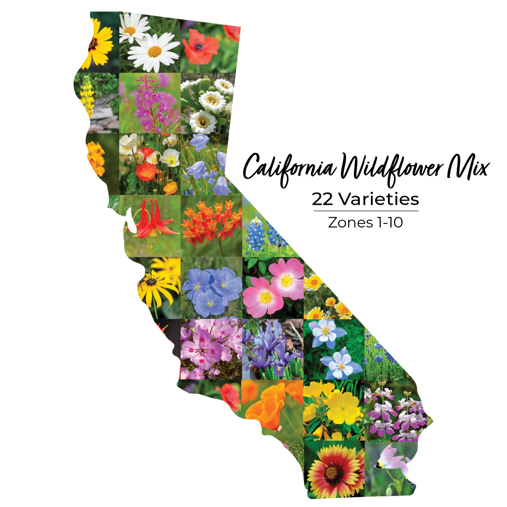 California Wildflower Seed Mix