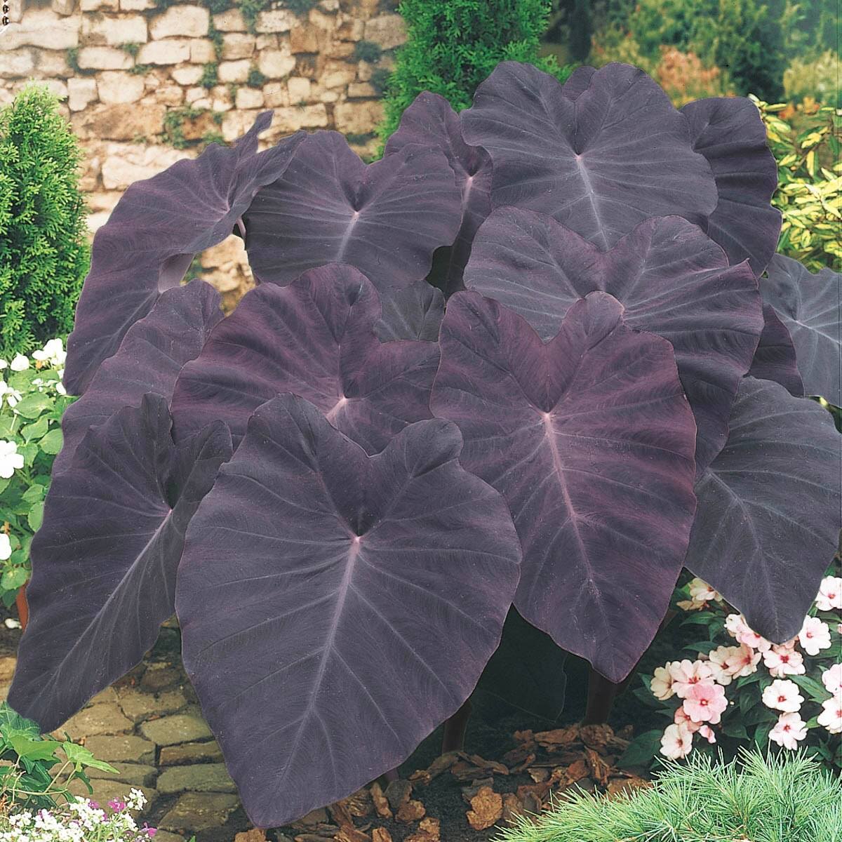 Breck's No Flowers Black Magic Elephant Ears Dormant Foliage Bulbs Bagged 3-Pack | 90295