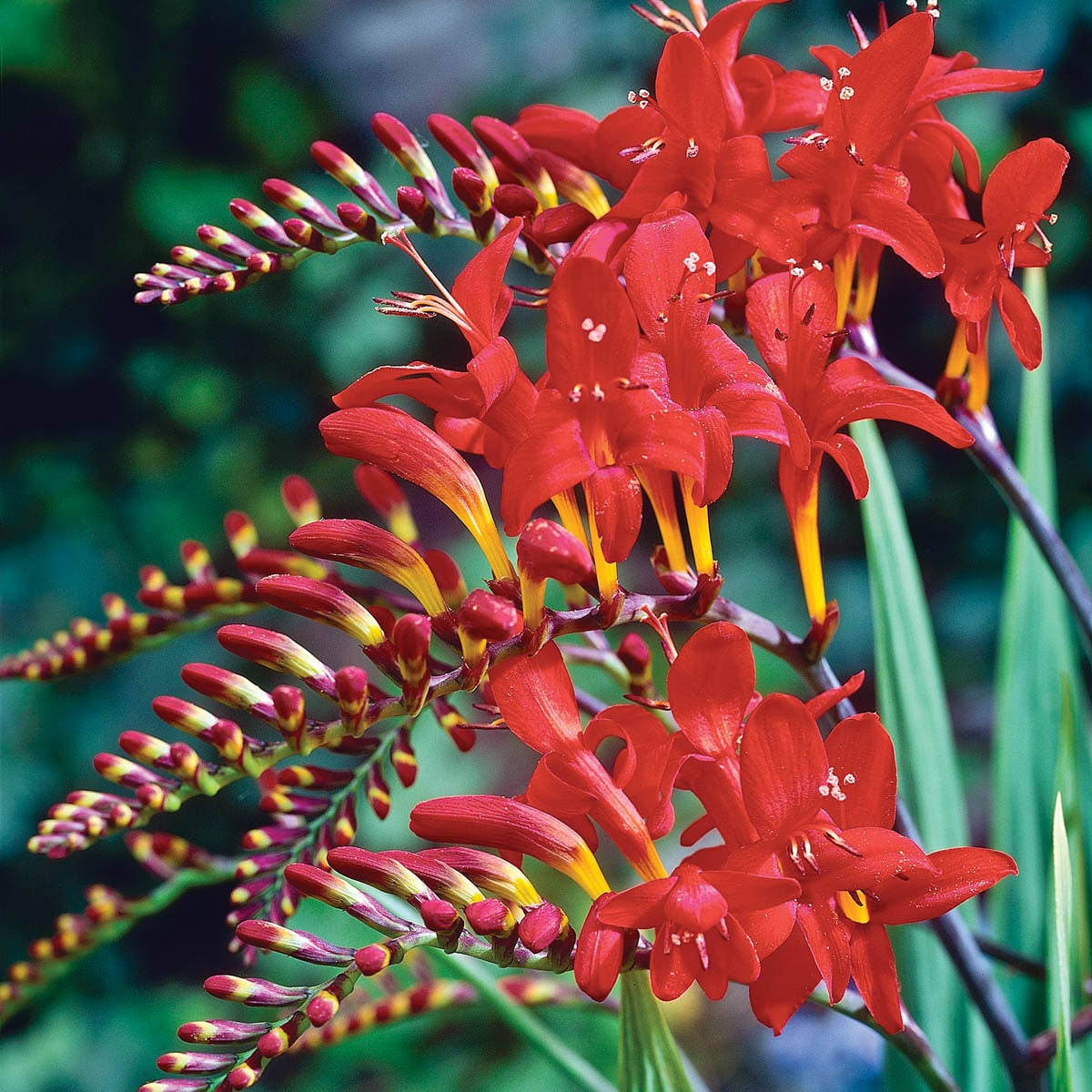 Spring Hill Nurseries Lucifer Crocosmia Bulbs 5 Pack | 66891