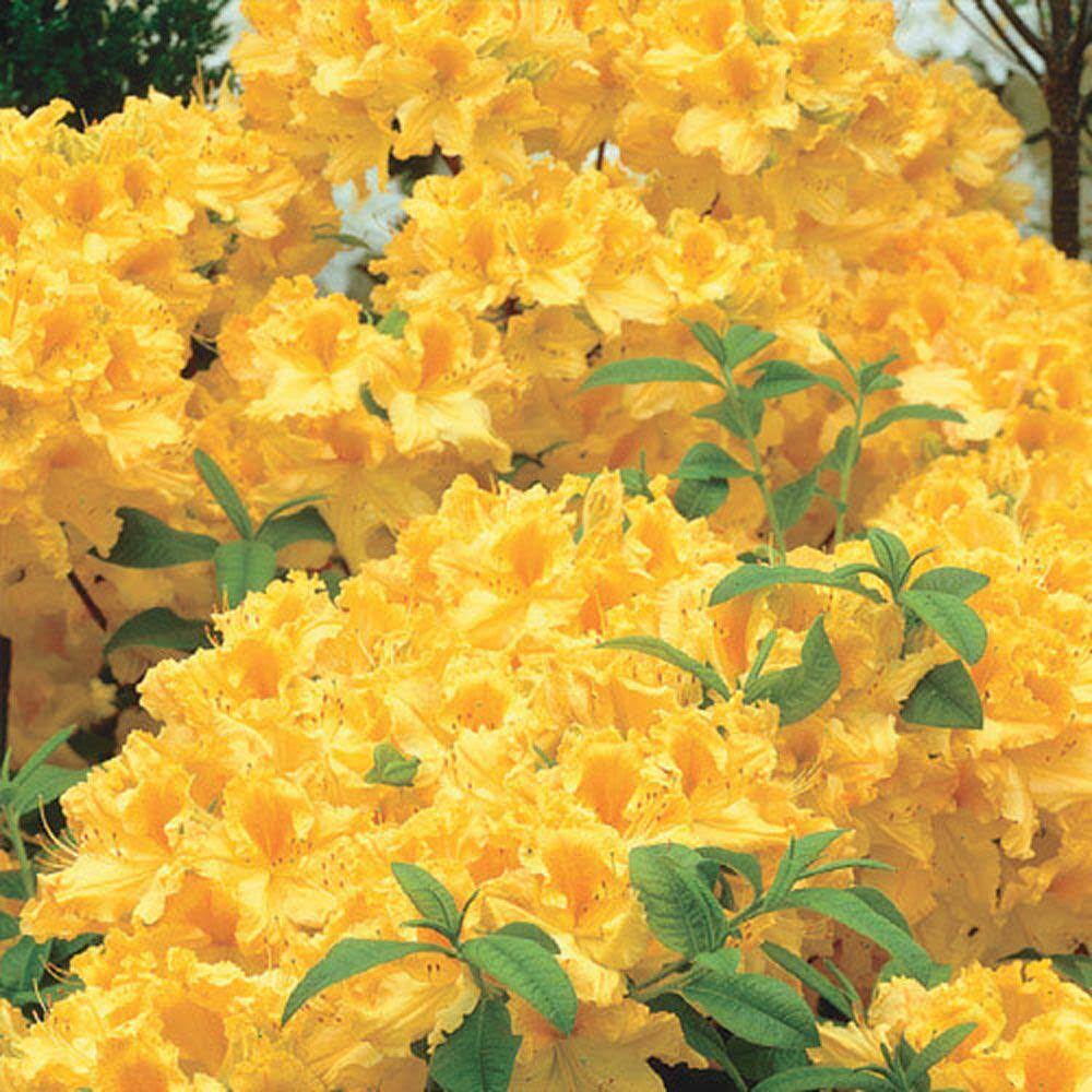 Spring Hill Nurseries Yellow Golden Lights Azalea Dormant Shrub Flowering Shrub in 1 Pack(s) Bare Root | 92728