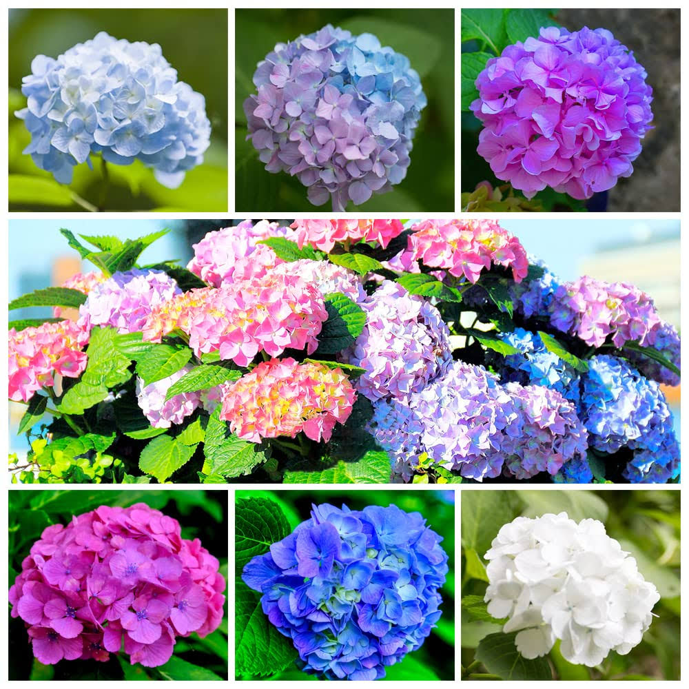 60+ Mixed Color Hydrangea Seeds for Planting, Hydrangea Macrophylla Giant Snowball Hydrangea Fast Growing Shrub, Flower Plant Wedding, Outdoor