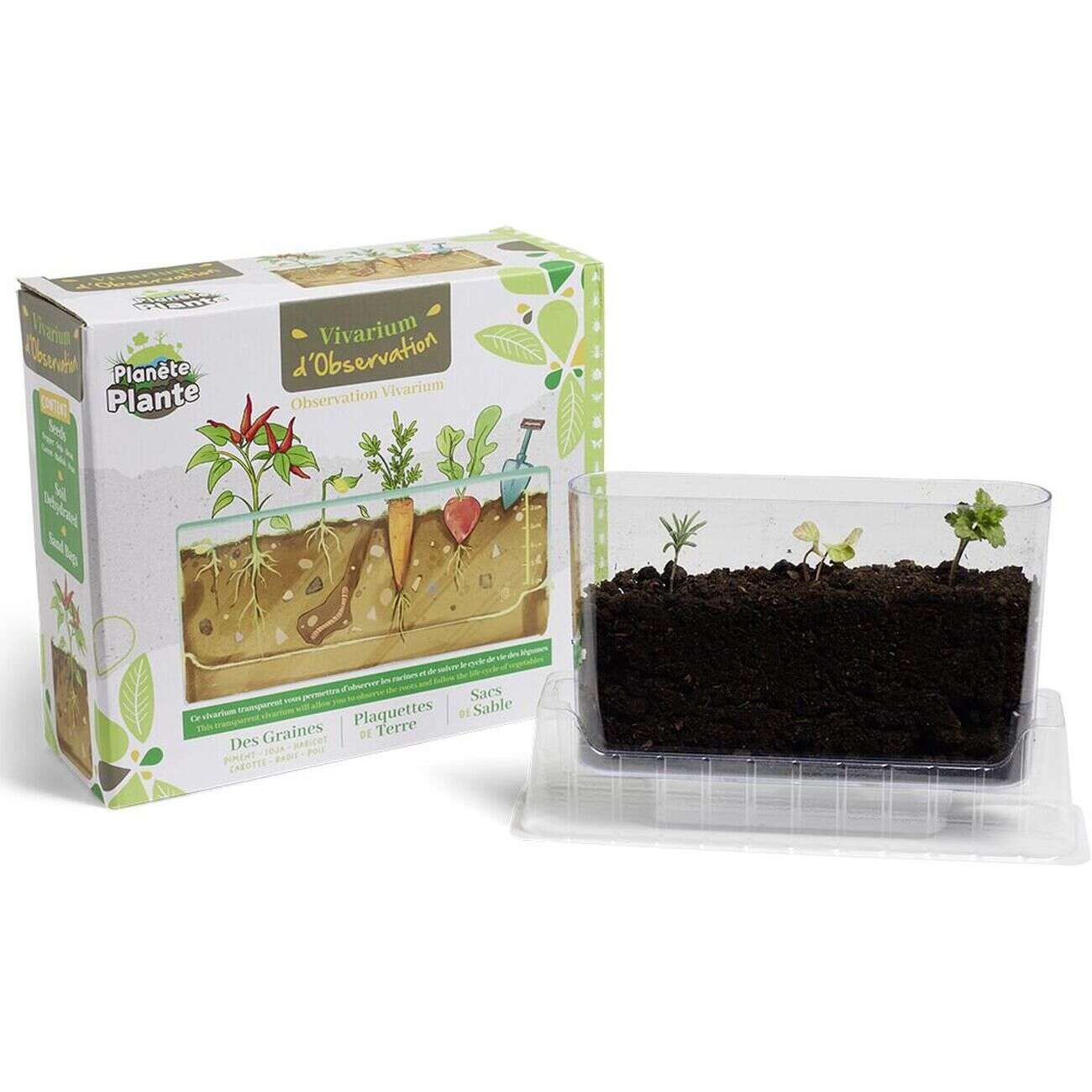 Vivarium d'observation racines de légumes