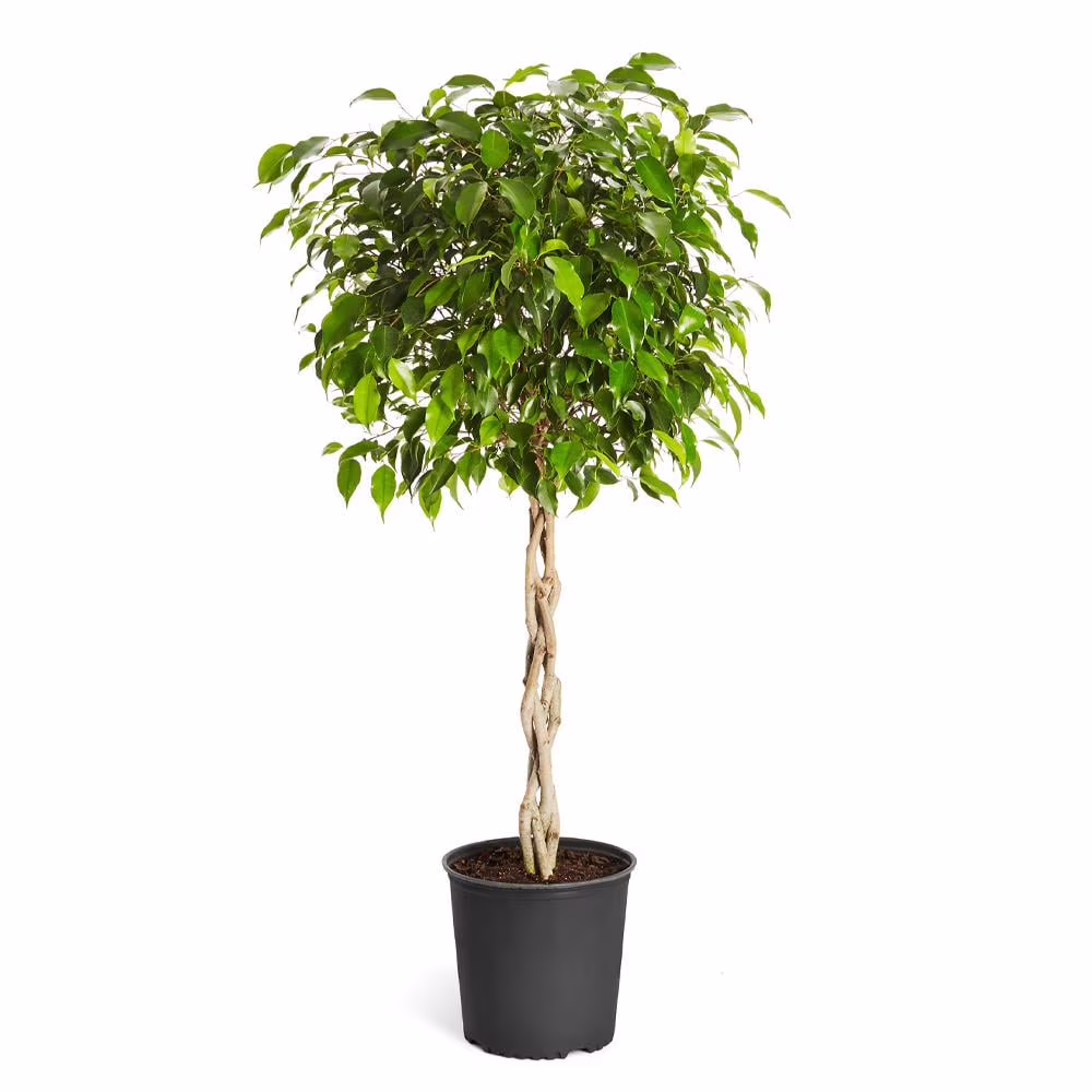 Braided Benjamina Ficus Tree, 3-4 ft. No Shipping to AZ, OR(3-4 ft.) - Image 4