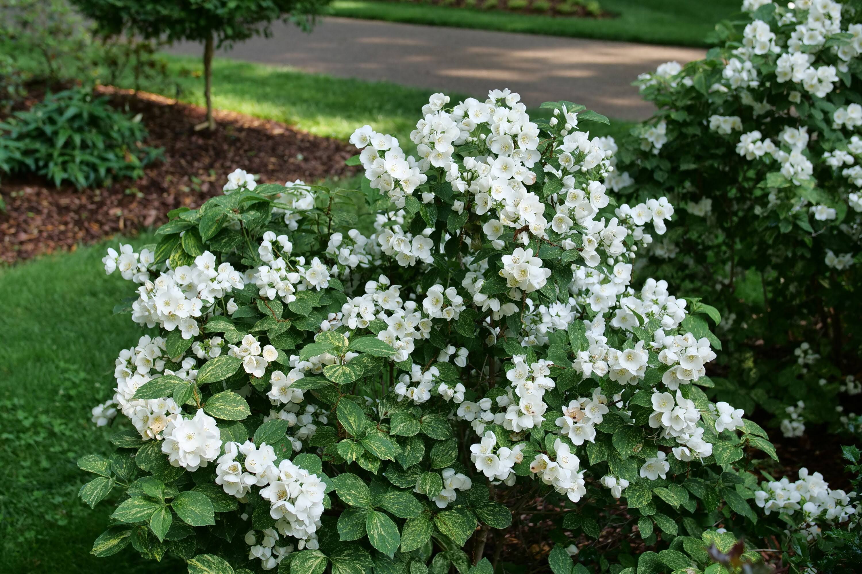 Proven Winners White Illuminati Sparks Mock Orange (Philadelphus) Flowering Shrub in 1-Quart Pot | PHIPRC0017800