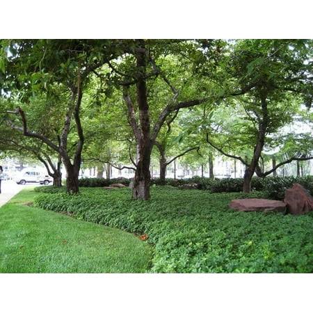 Classy Groundcovers - Japanese Spurge {250 Bare Root Plants}, Green