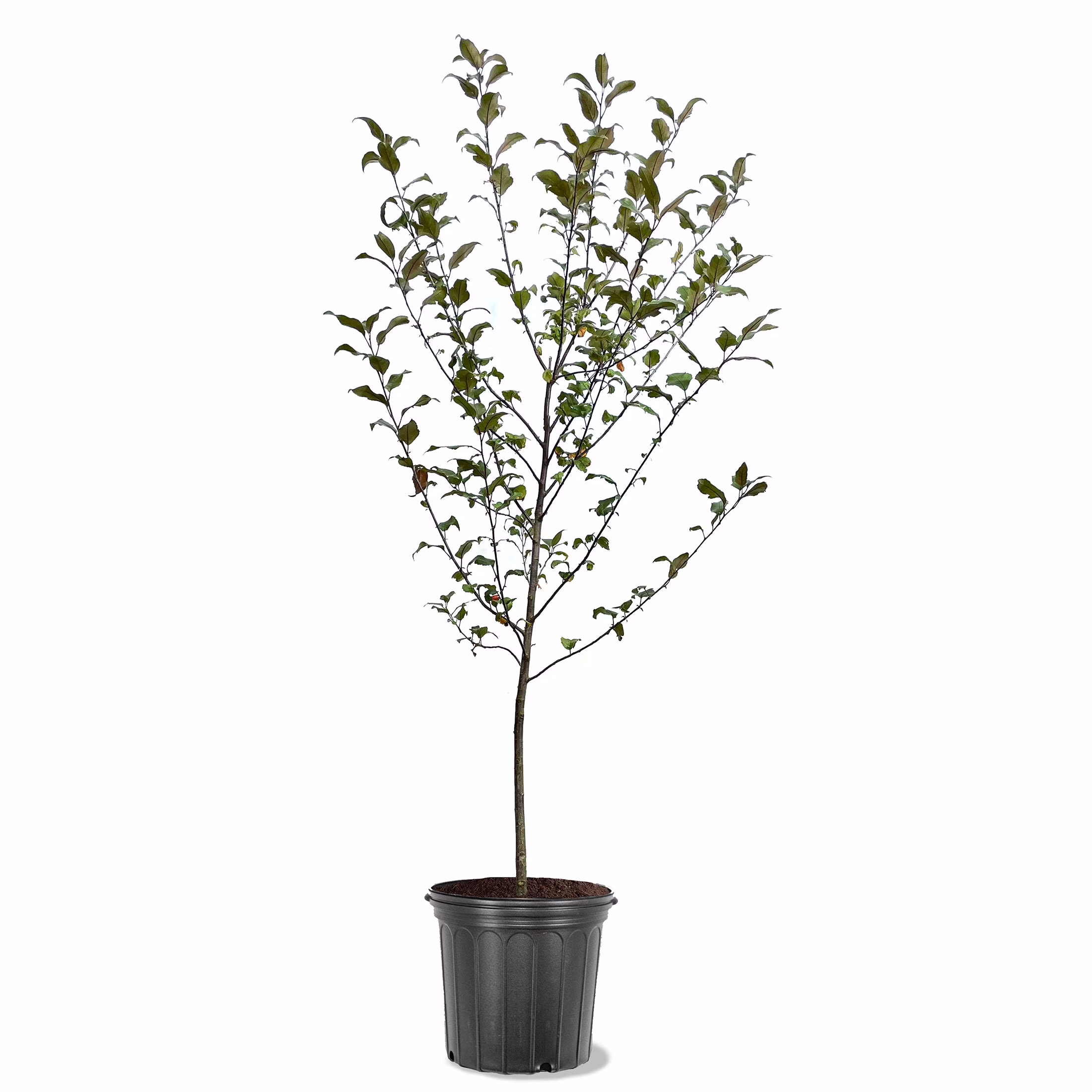 Expert Gardener 3 - 4 Ft. Tall Prairiefire Crabapple Live Tree in 7 - Gallon Grower Pot