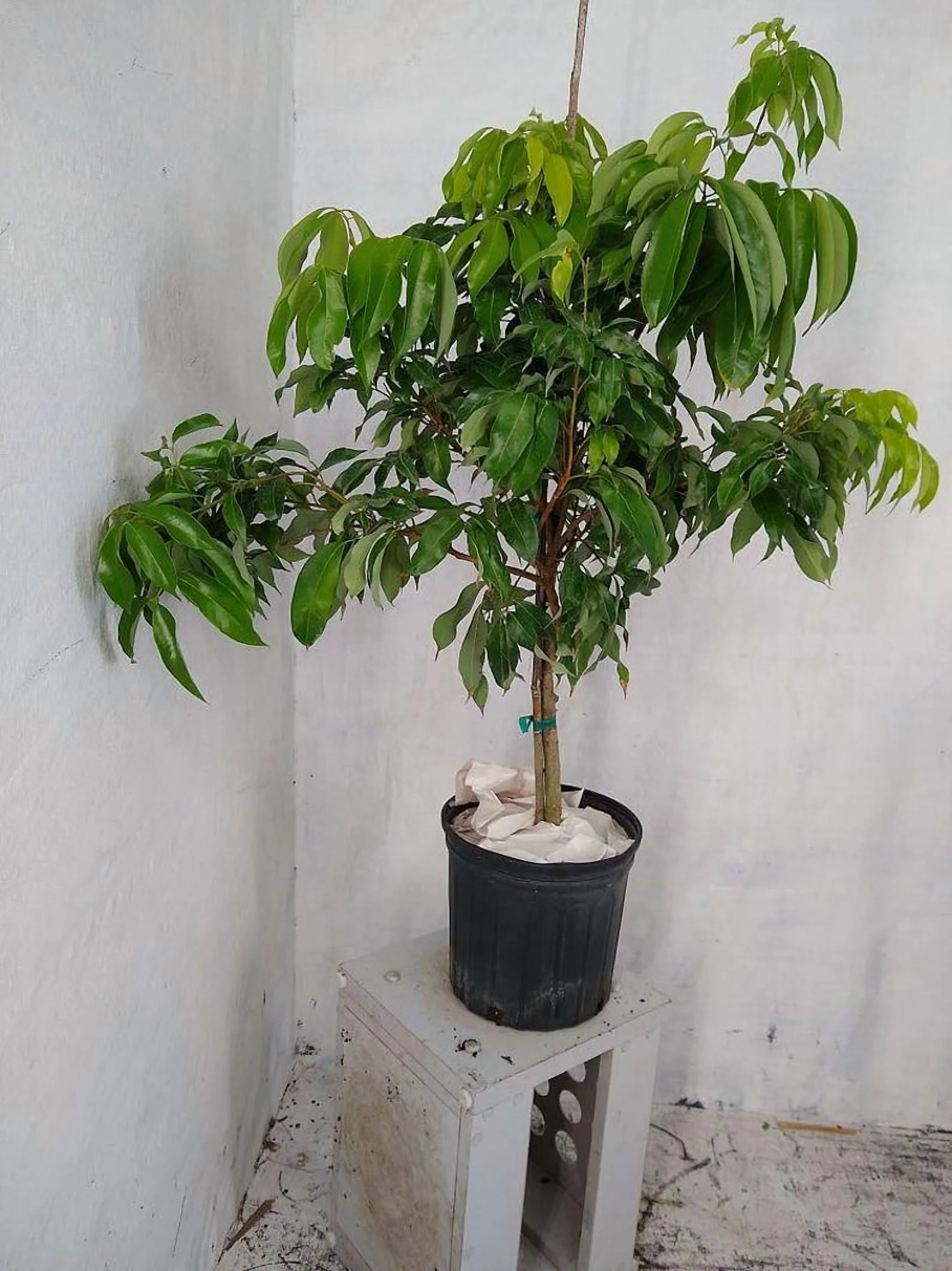 Biew Kiew Longan Air Layered. 2 - 4 Feet Tall. Ship to ALL STATES