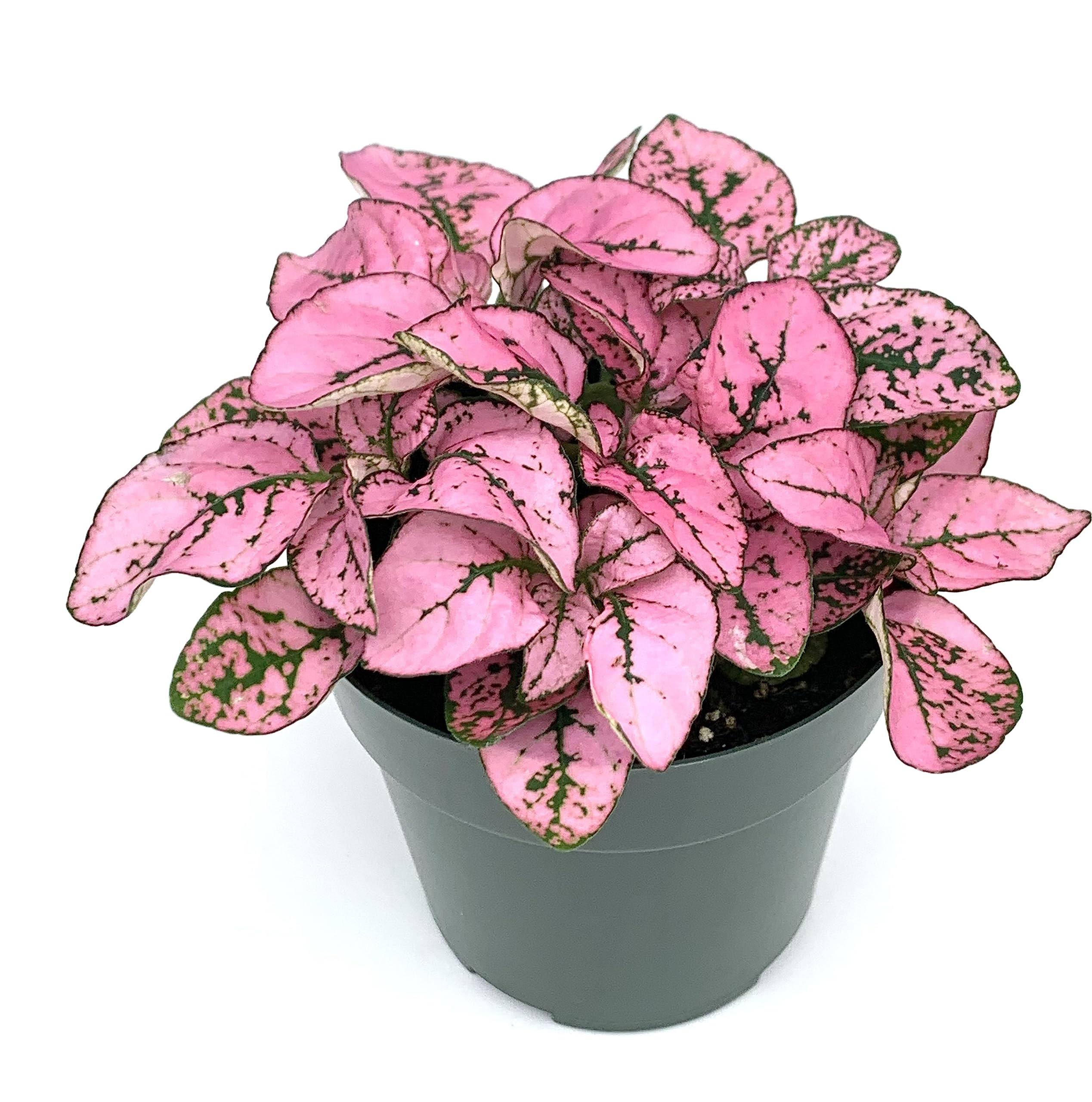 Hypoestes Pink Splash Live Potted House Plants Air Purifying in 2