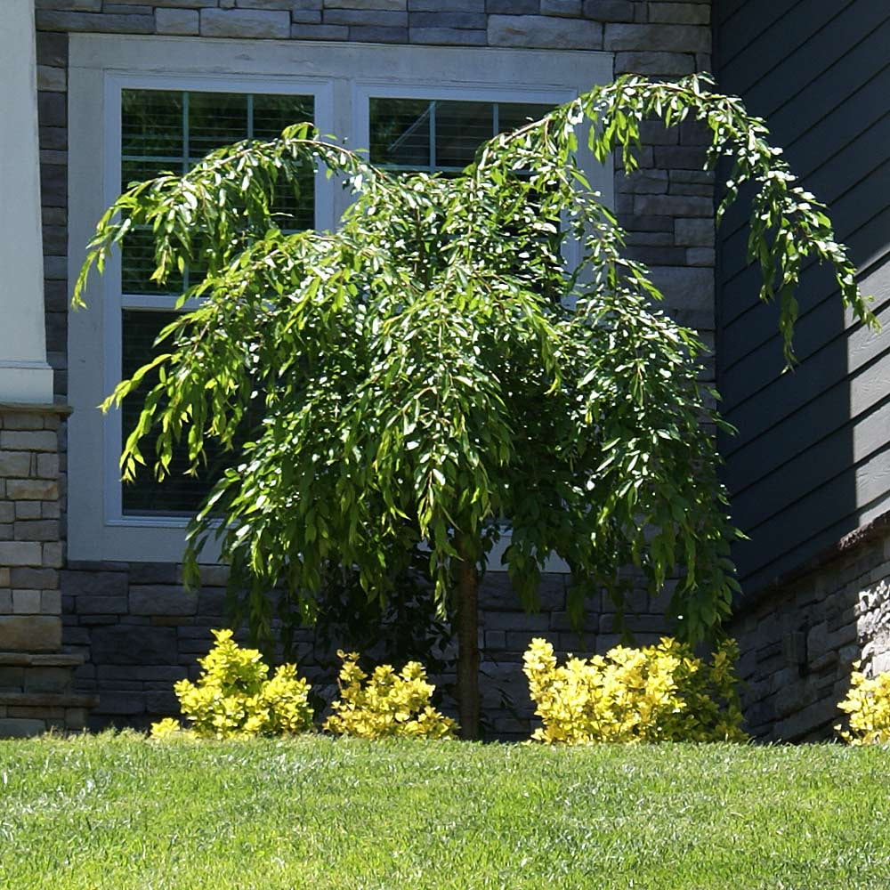 Weeping Extraordinaire Cherry Tree, 4-5 ft. No Shipping to AZ, CA, CO, OR, WA(4-5 ft.) - Image 5