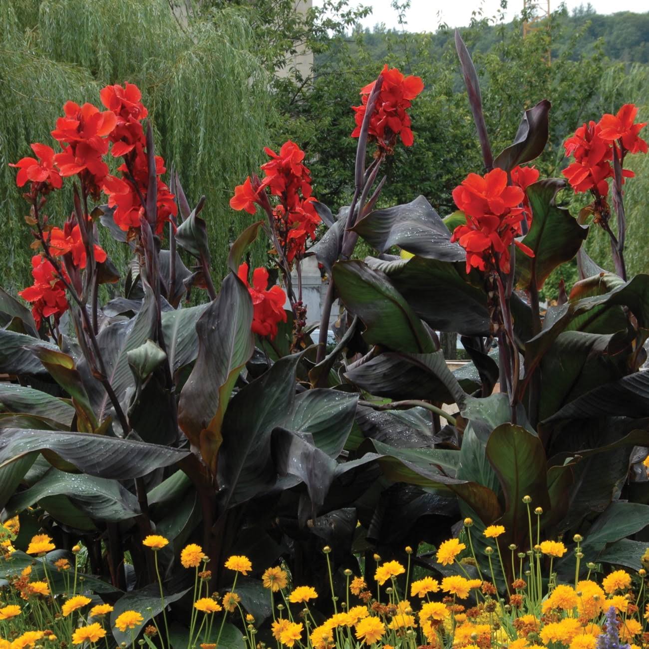 Van Zyverden Canna Black Knight Dormant Flower Bulb Full Sun; 6+ Hrs Red