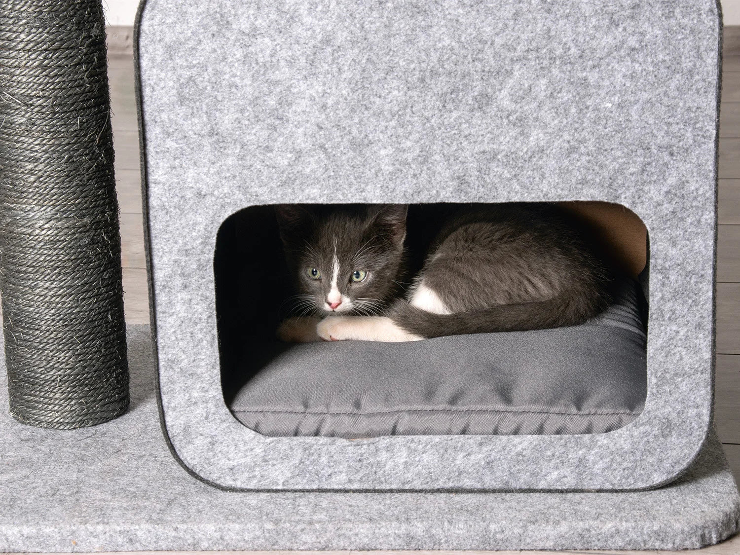 Karlie Arbre  chat, gris