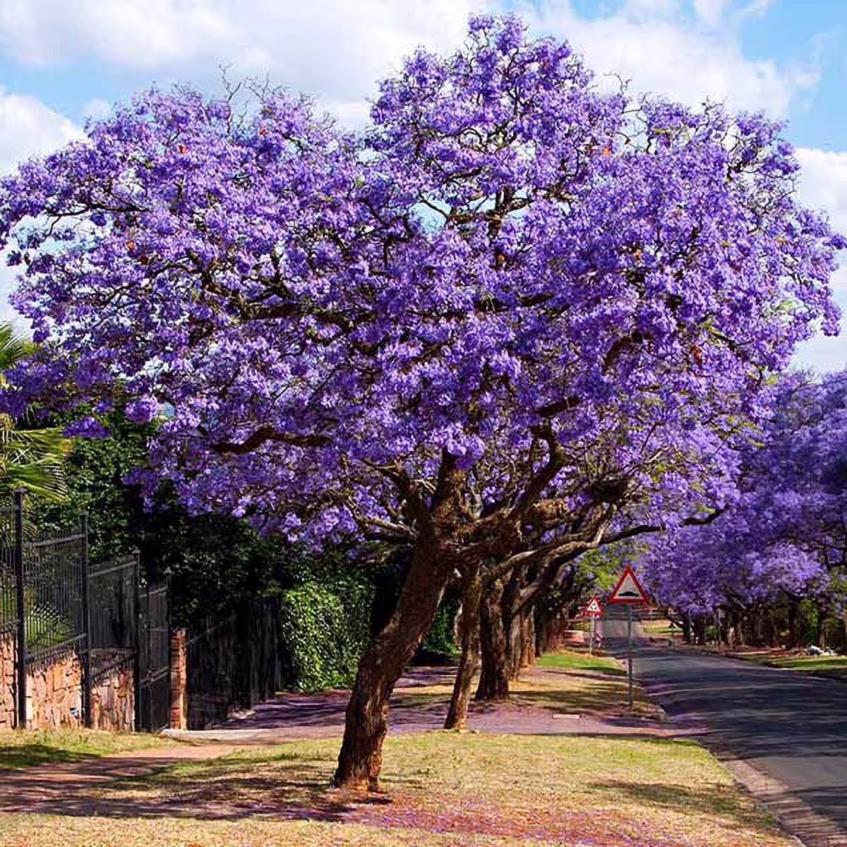 Brighter Blooms - Jacaranda Tree, 2-3 ft. - No Shipping To AZ