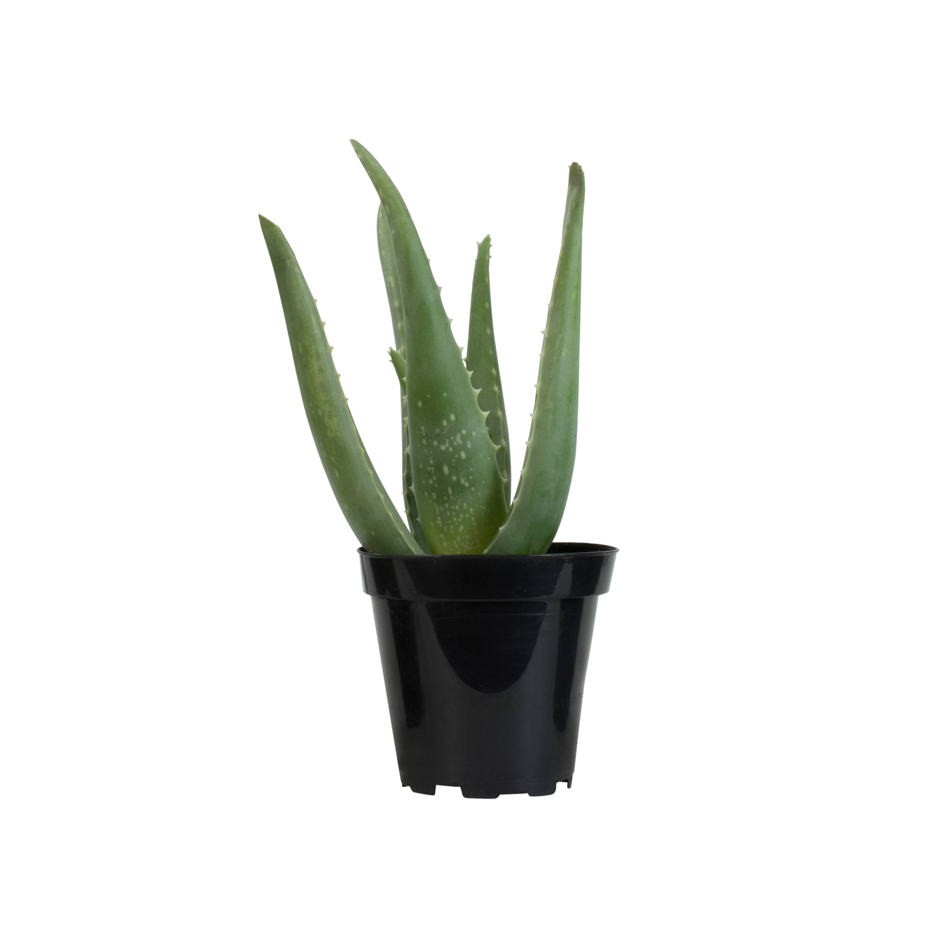 Altman Plants Aloe Vera Plastic Succulent