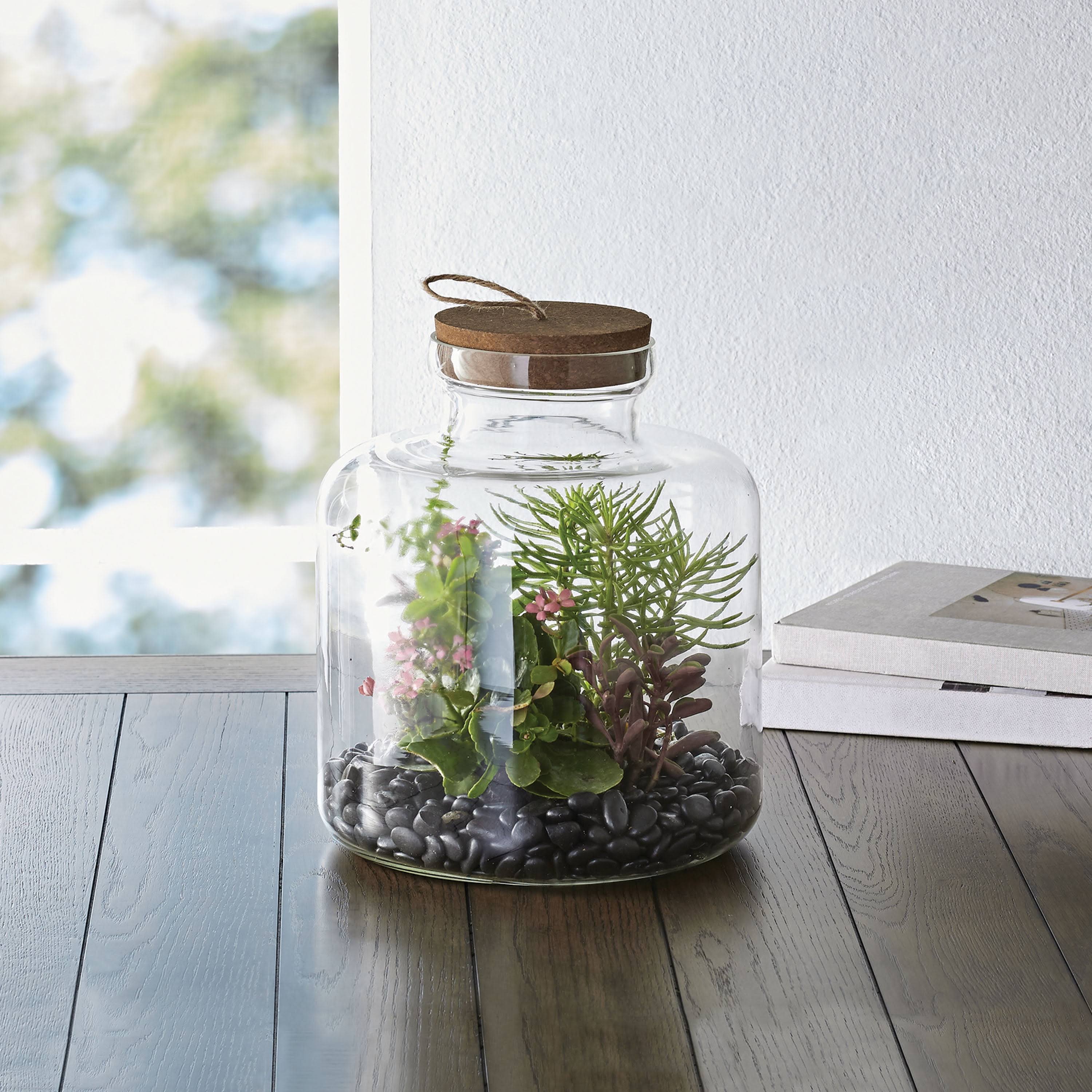 Better Homes & Gardens Medium Clear Glass Terrarium, 10 x 10 x 12 in, Size: 10 in Large x 10 in W x 12 in H