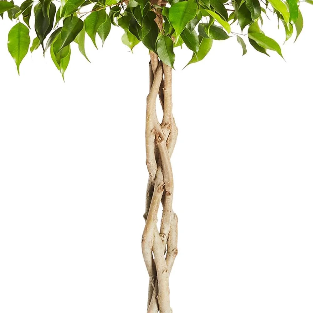 Braided Benjamina Ficus Tree, 3-4 ft. No Shipping to AZ, OR(3-4 ft.) - Image 8